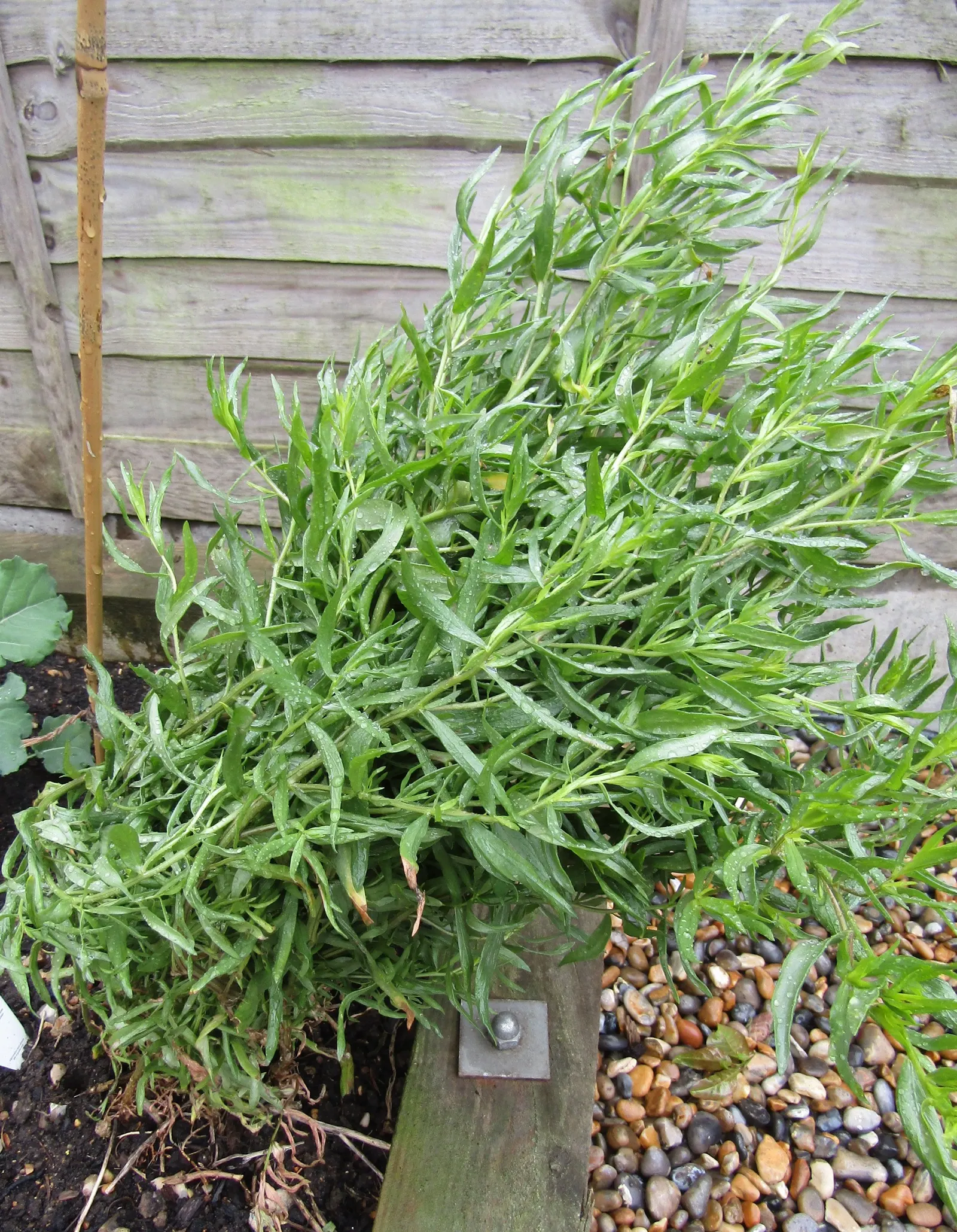 Wild Tarragon (Artemisia Dracunculus) — Typically reaching up to 2-4 feet in height, this plant thrives in well-draining soils and full sun; in, image 36