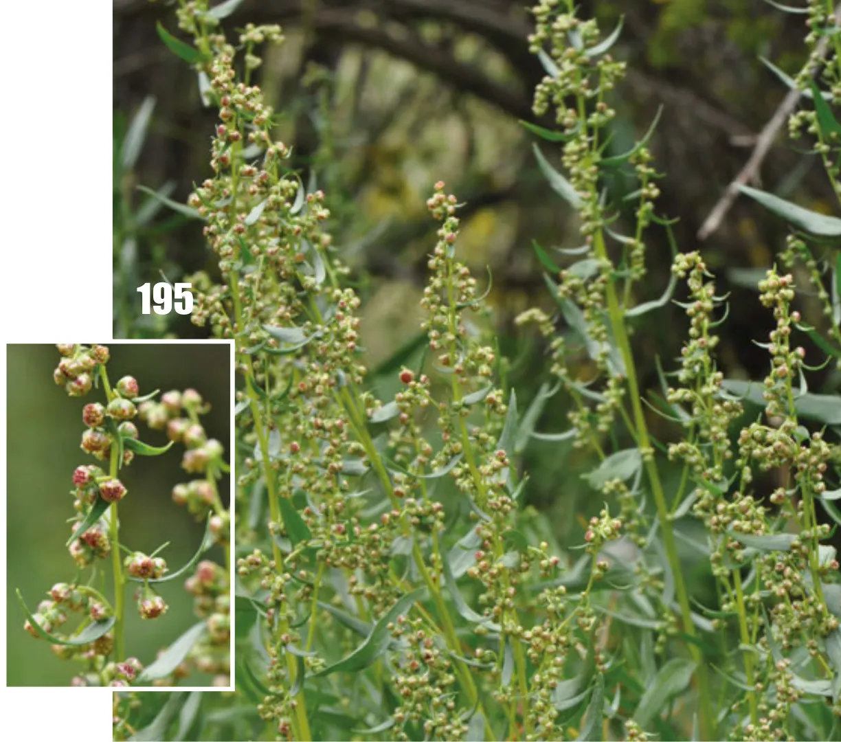 Wild Tarragon (Artemisia Dracunculus) — lance-shaped leaves that exude a spicy scent when crushed