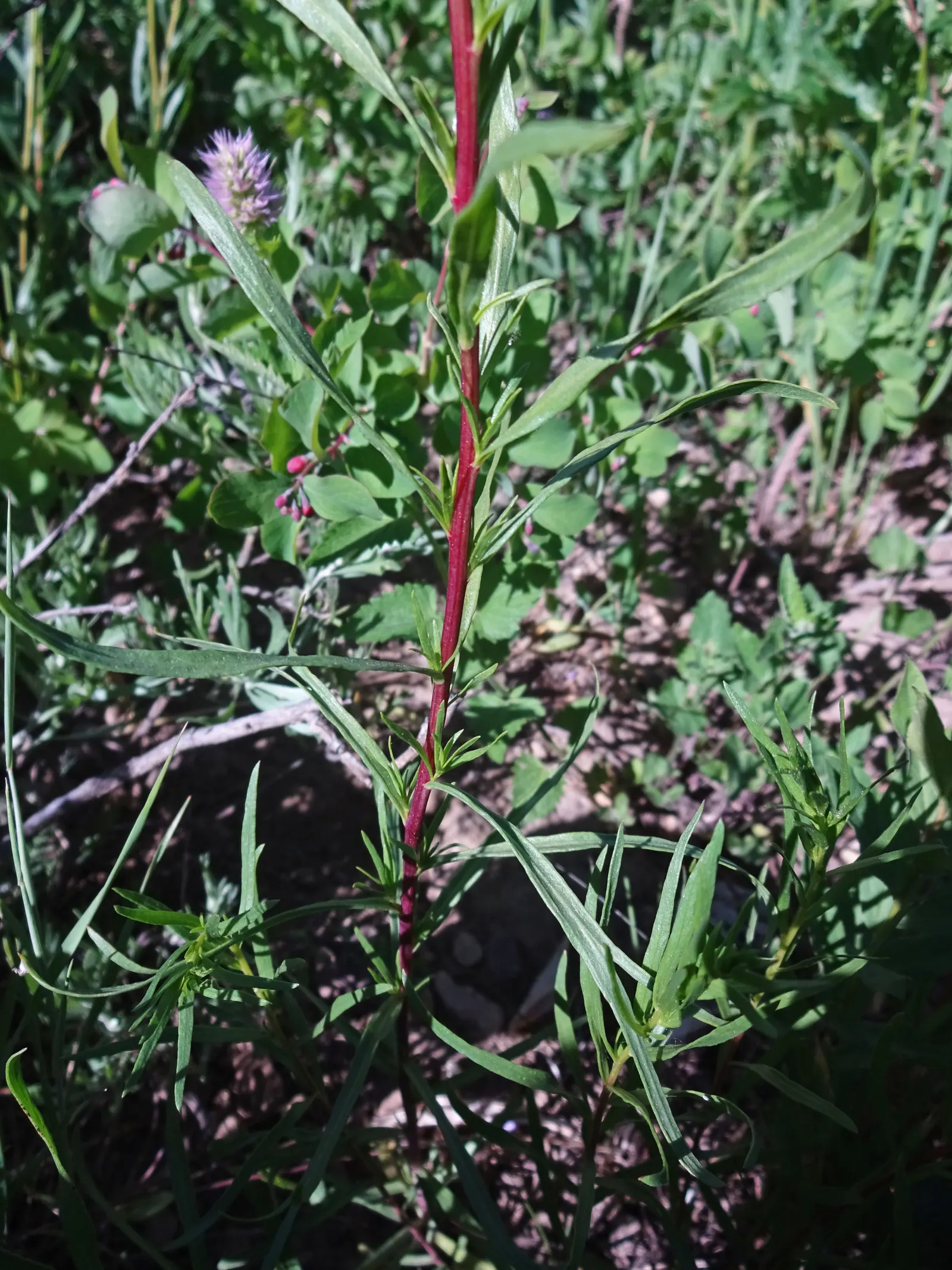 Wild Tarragon (Artemisia Dracunculus) — feathery texture to the garden throughout the growing season; herb with white blooms, image 61