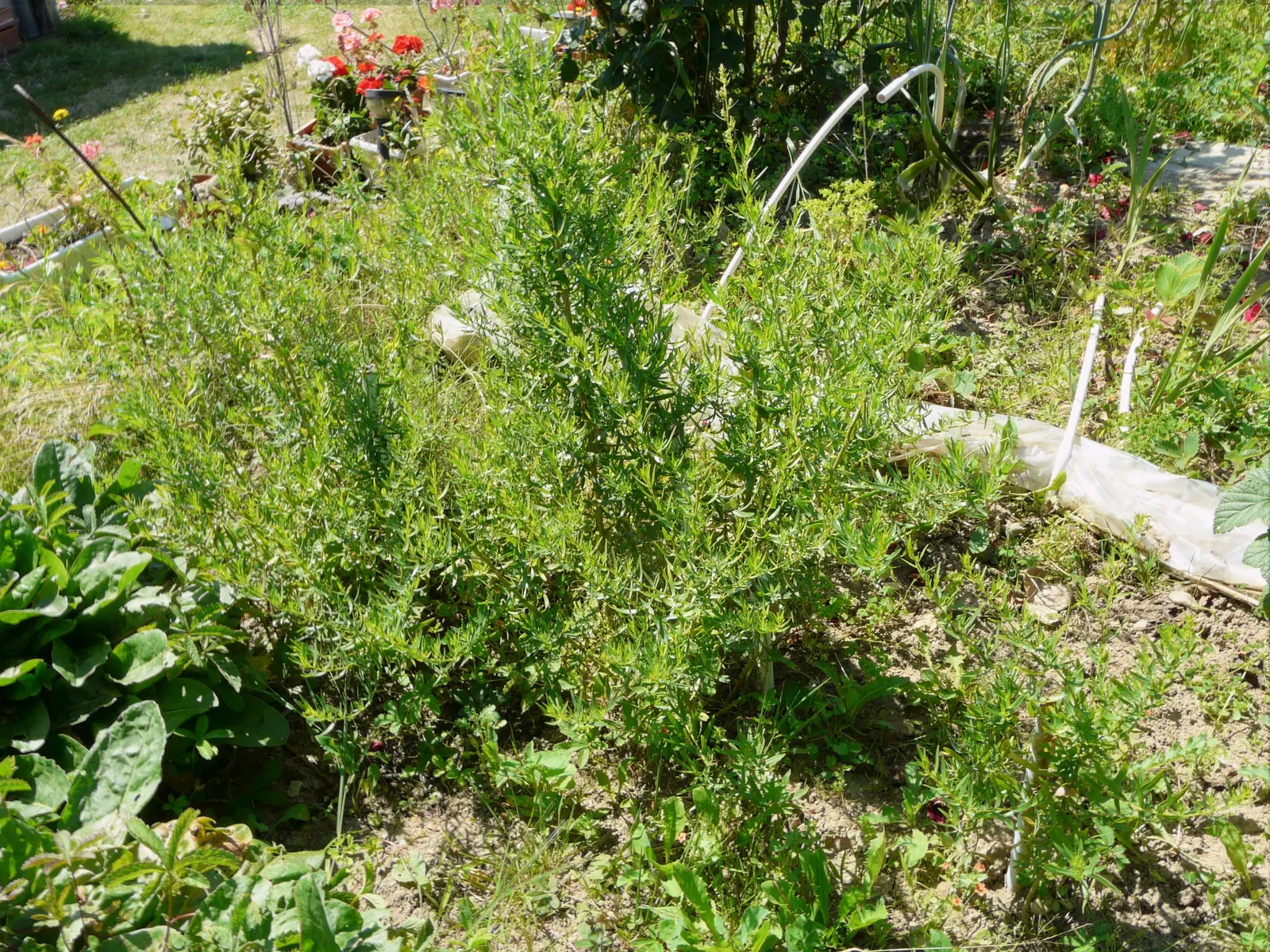 Wild Tarragon (Artemisia Dracunculus) — It is drought-resistant once established, making it a low-maintenance option for xeriscaping or herb gardens; feathery