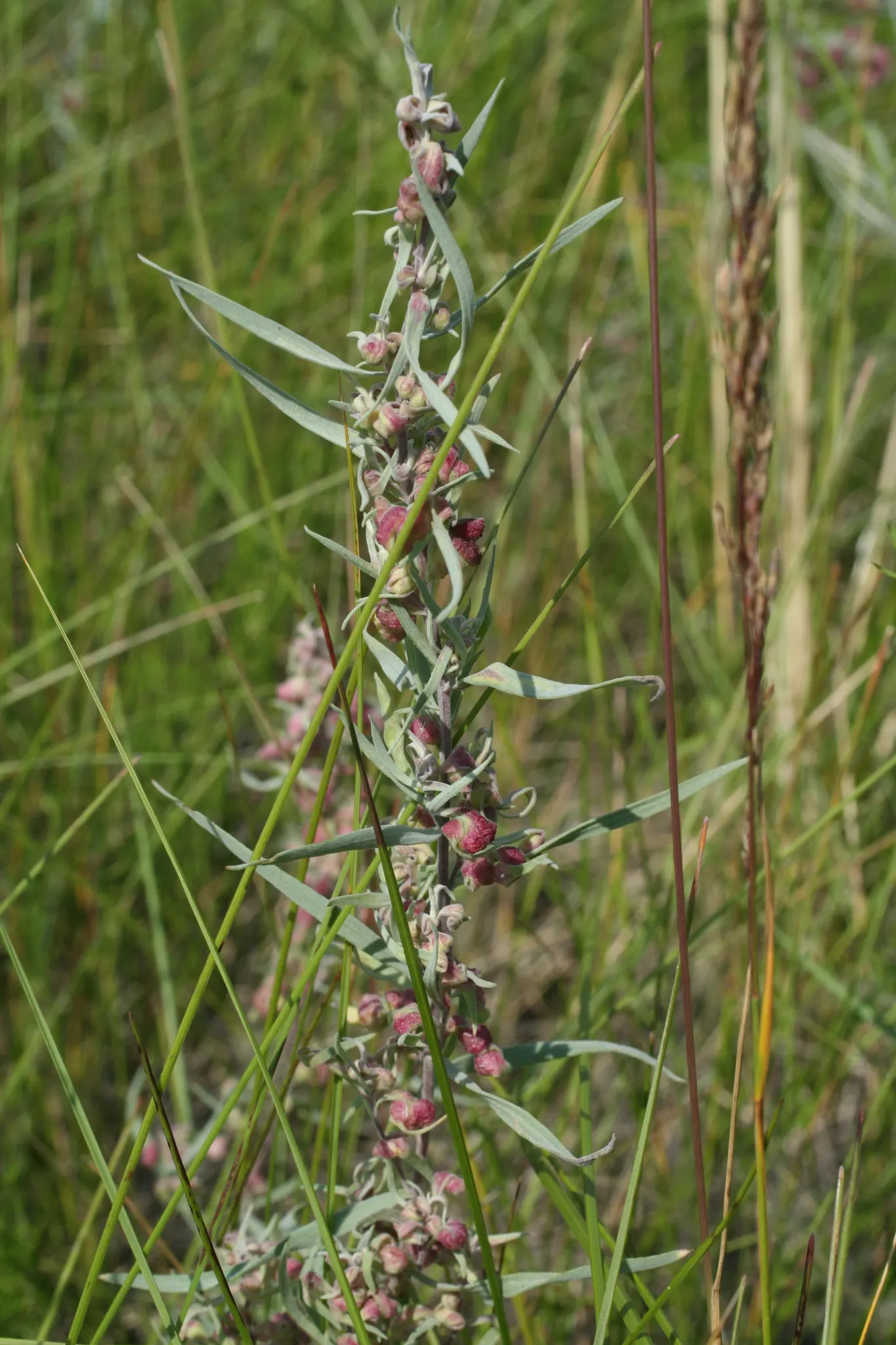 Wild Tarragon (Artemisia Dracunculus) — It is drought-resistant once established, making it a low-maintenance option for xeriscaping or herb, image 48
