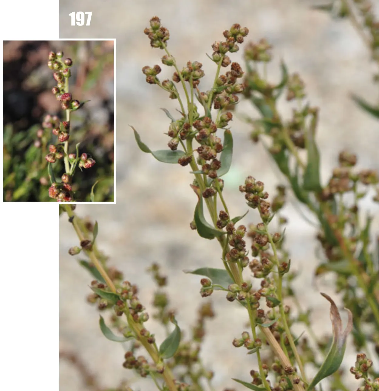 Wild Tarragon (Artemisia Dracunculus) — Wild Tarragon (Artemisia dracunculus) is a perennial herb, favored for its slender, aromatic leaves; ideal for culinary