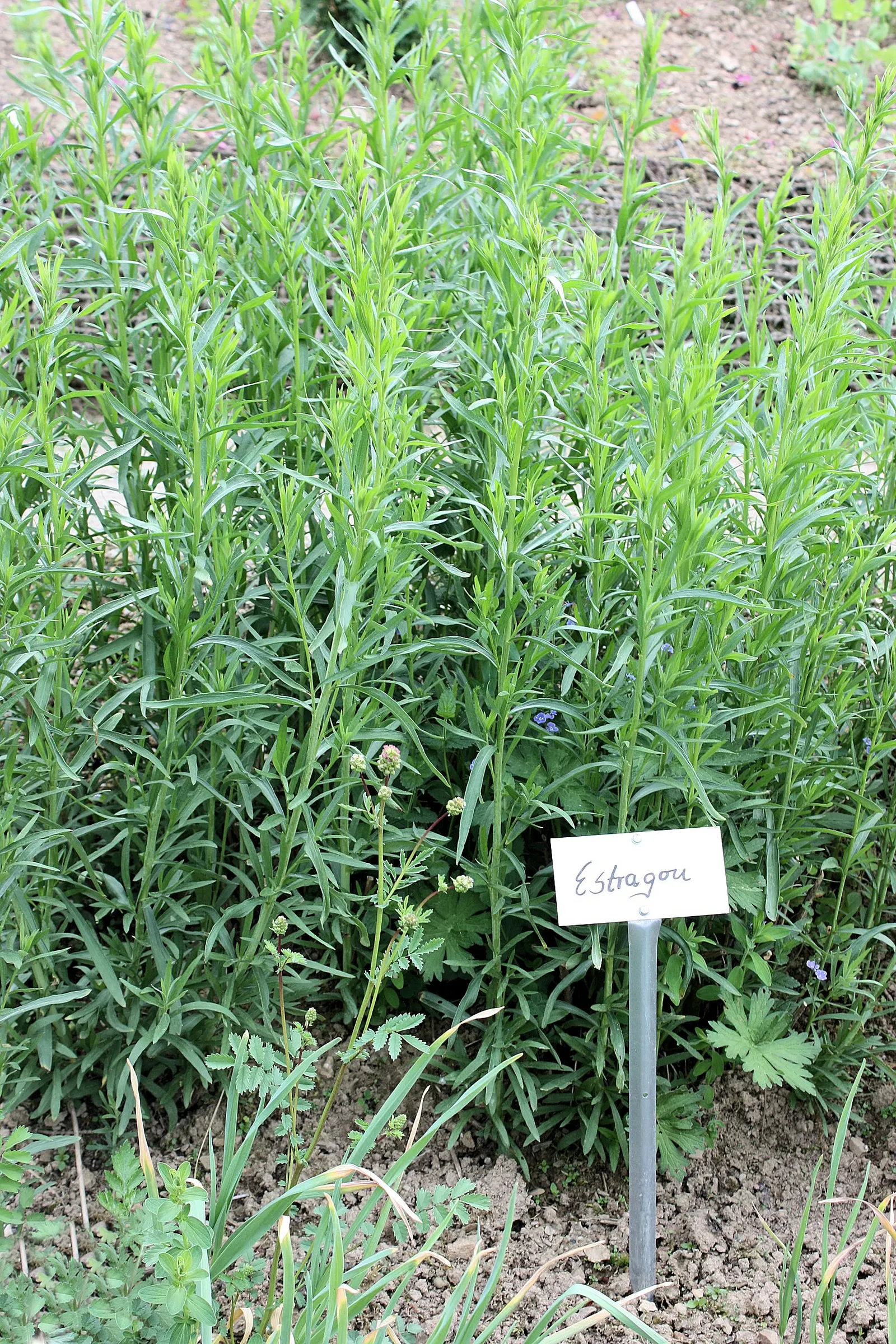 Wild Tarragon (Artemisia Dracunculus) — this plant is favored for its slender; nondescript yellow or greenish-white flowers, image 58