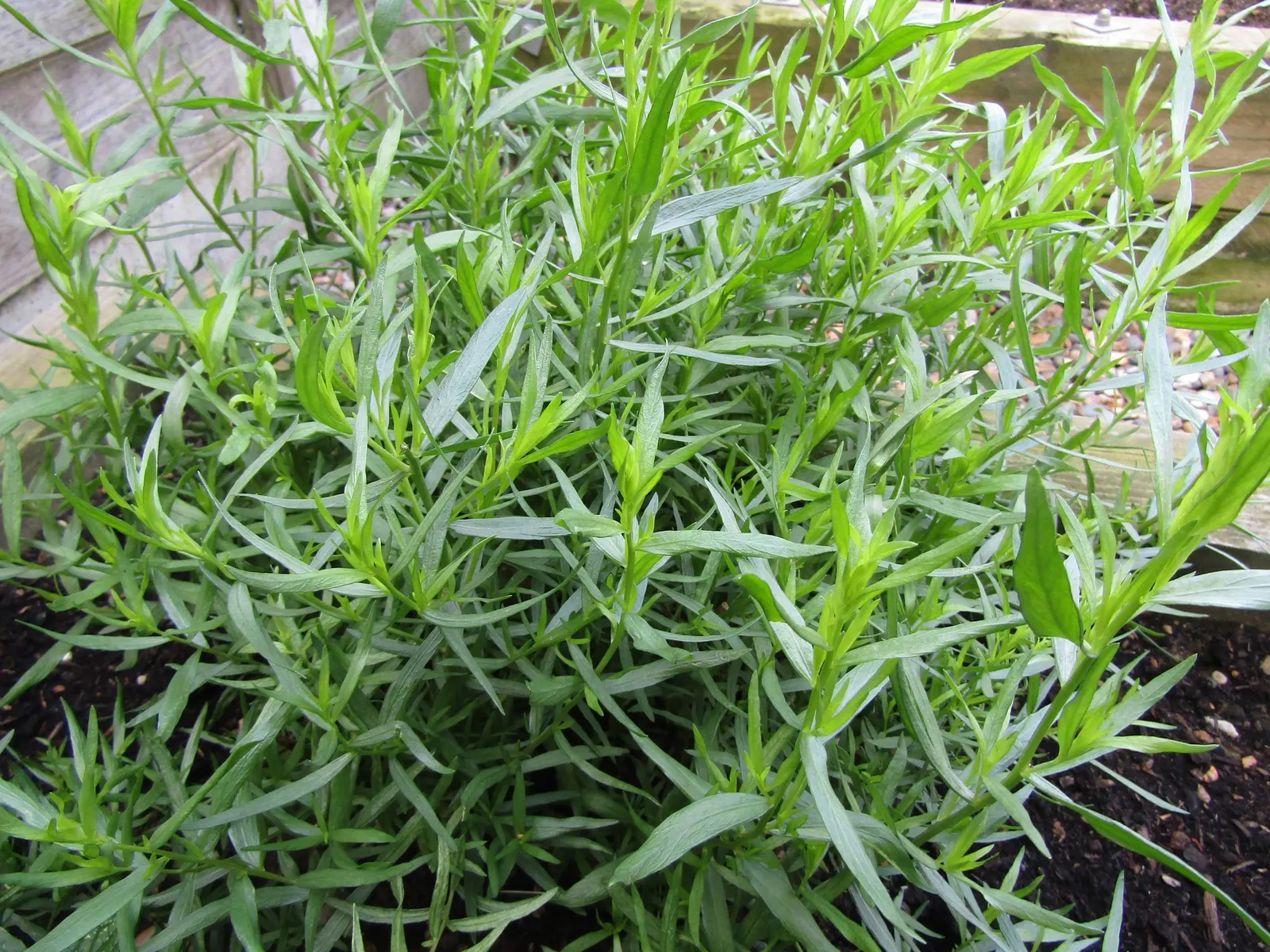 Wild Tarragon (Artemisia Dracunculus) — Its tiny, yellow-green flowers bloom in late summer; wild Tarragon (Artemisia dracunculus) is a perennial herb, favored