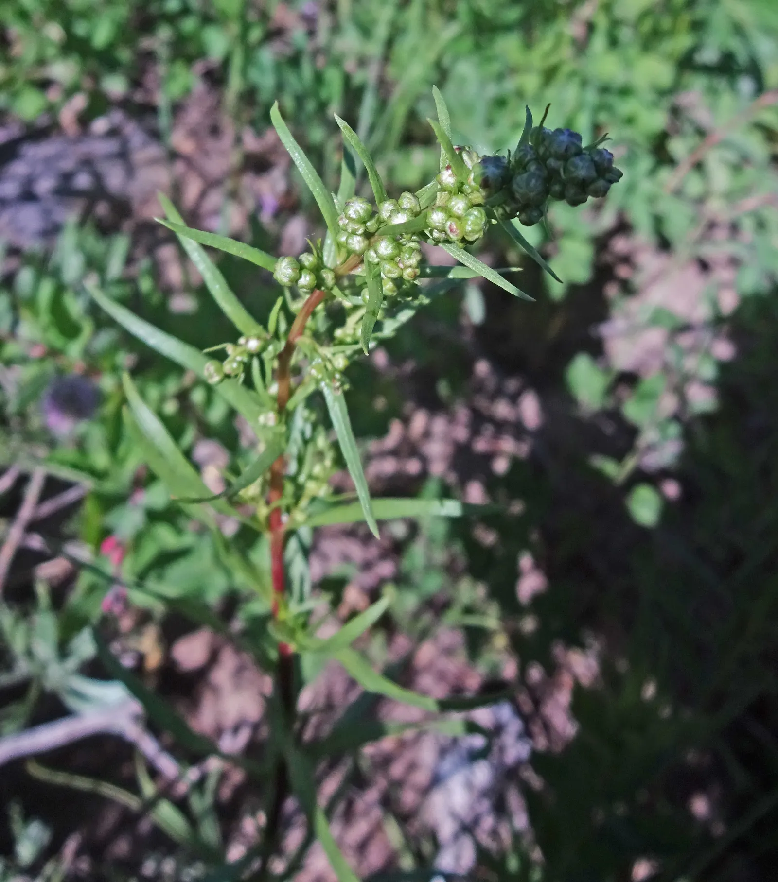 Wild Tarragon (Artemisia Dracunculus) — Its tiny, yellow-green flowers bloom in late summer; wild Tarragon (Artemisia dracunculus) is a perennial, image 71