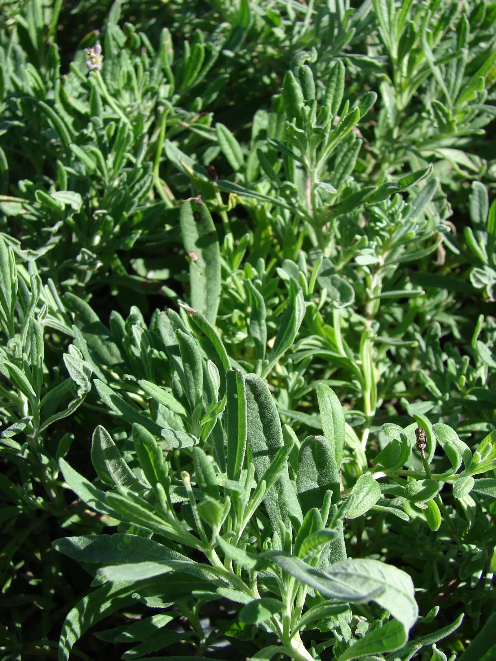 Wild Tarragon (Artemisia Dracunculus) — about 2 to 8 inches long and are arranged spirally along the stems, image 60
