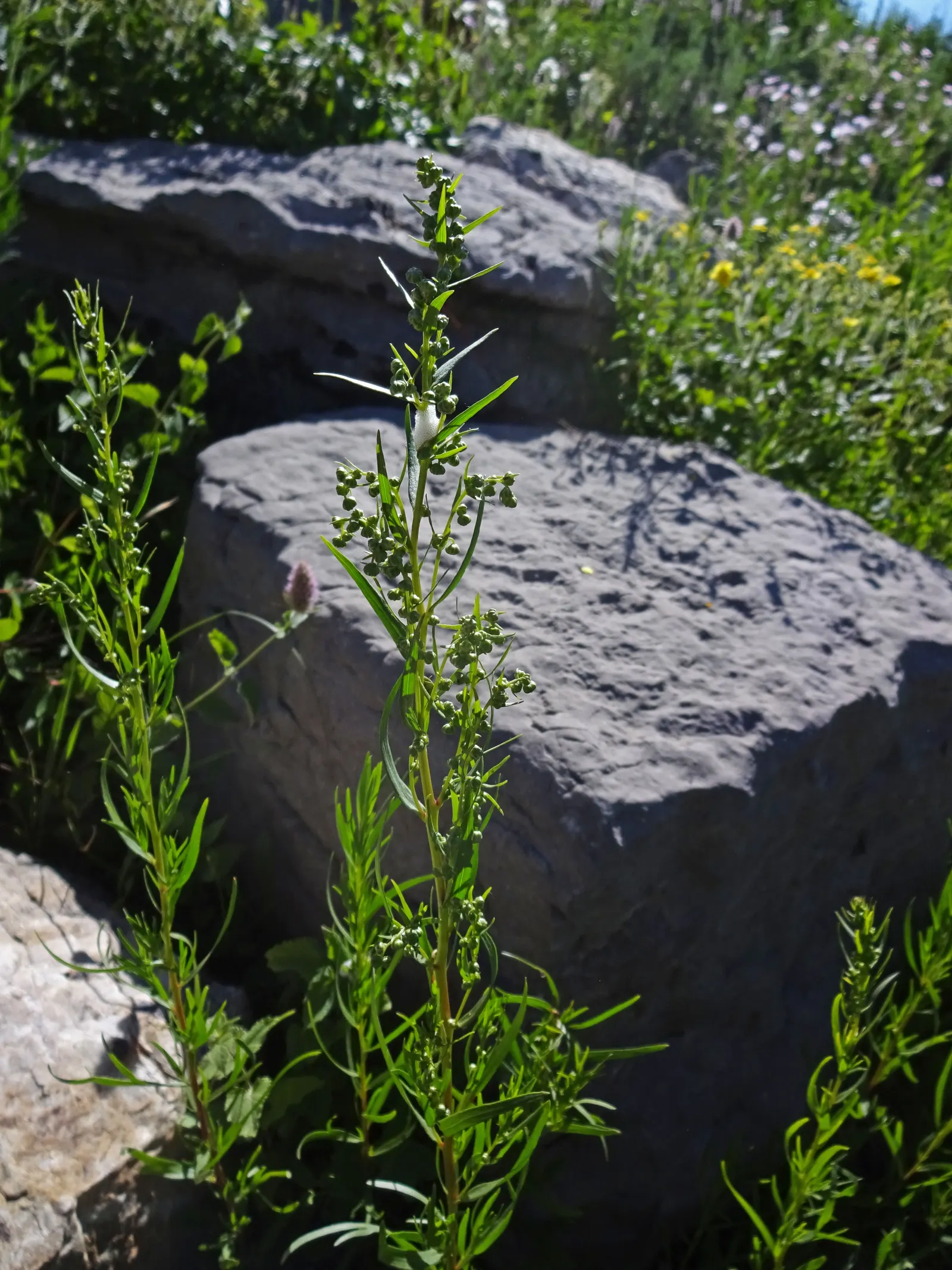 Wild Tarragon (Artemisia Dracunculus) — feathery texture to the garden throughout the growing season; herb with white blooms, image 78
