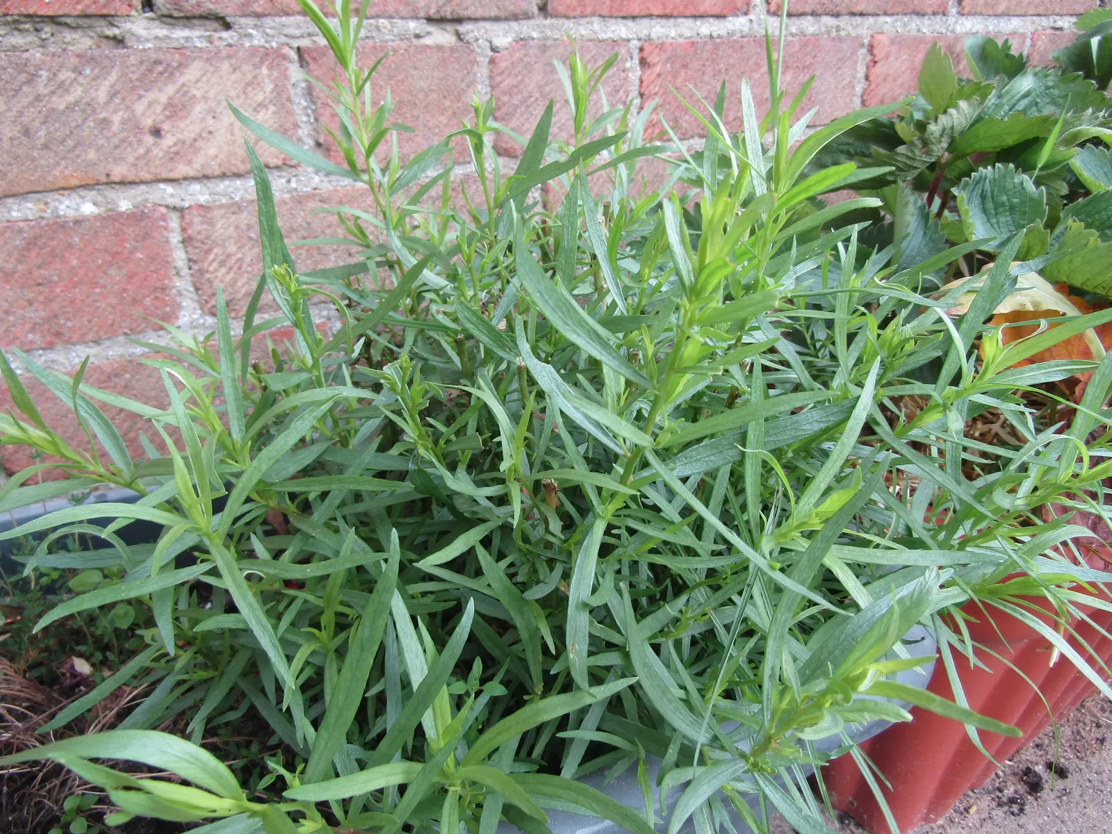 Wild Tarragon (Artemisia Dracunculus) — lance-shaped leaves that exude a spicy scent when crushed; typically reaching up to 2-4 feet in height, this plant