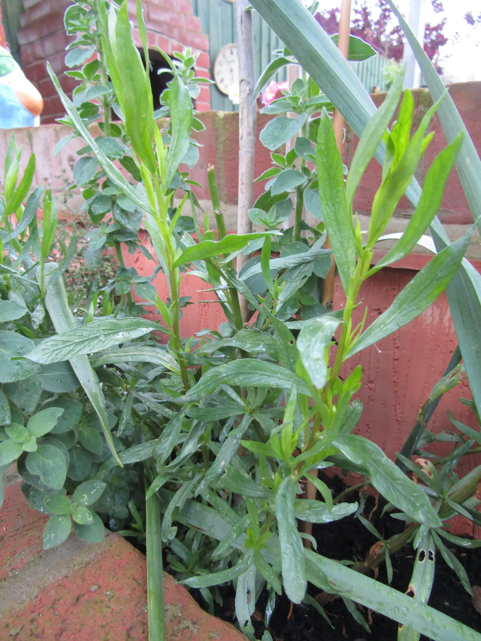 Wild Tarragon (Artemisia Dracunculus) — Native to a wide region covering much of Eurasia and North America; low maintenance, it's perfect for, image 57