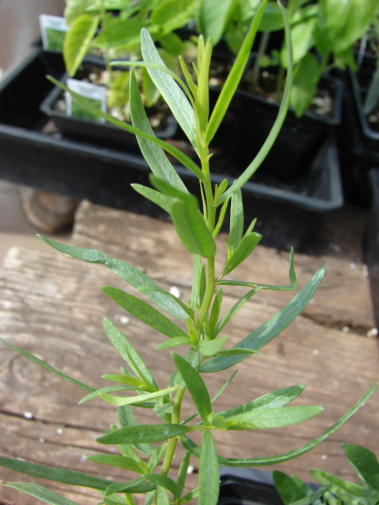 Wild Tarragon (Artemisia Dracunculus) — this plant is favored for its slender; nondescript yellow or greenish-white flowers