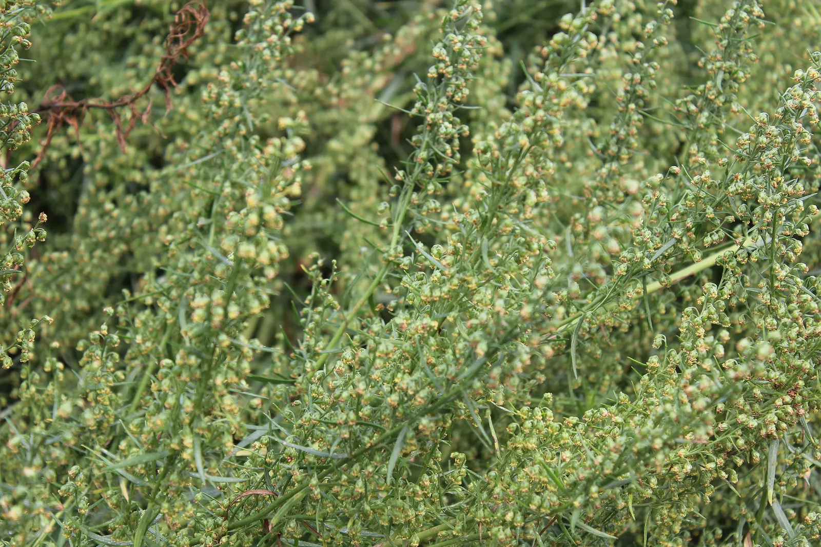 Wild Tarragon (Artemisia Dracunculus) — white flowers in the garden; herb for full or half, image 49
