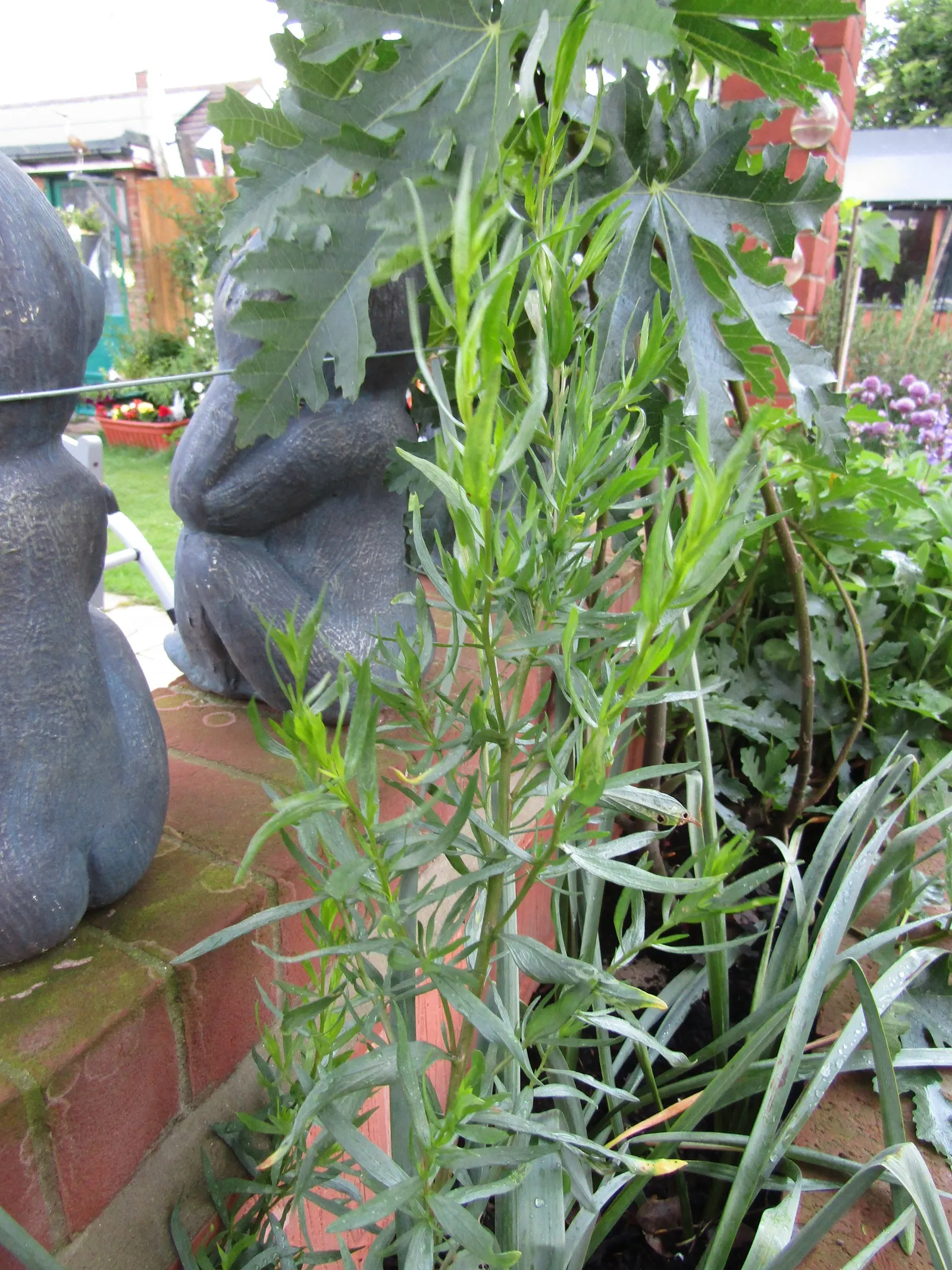 Wild Tarragon (Artemisia Dracunculus) — Wild Tarragon thrives in full sun to part shade and prefers well-drained soil; its tiny, yellow-green flowers bloom in