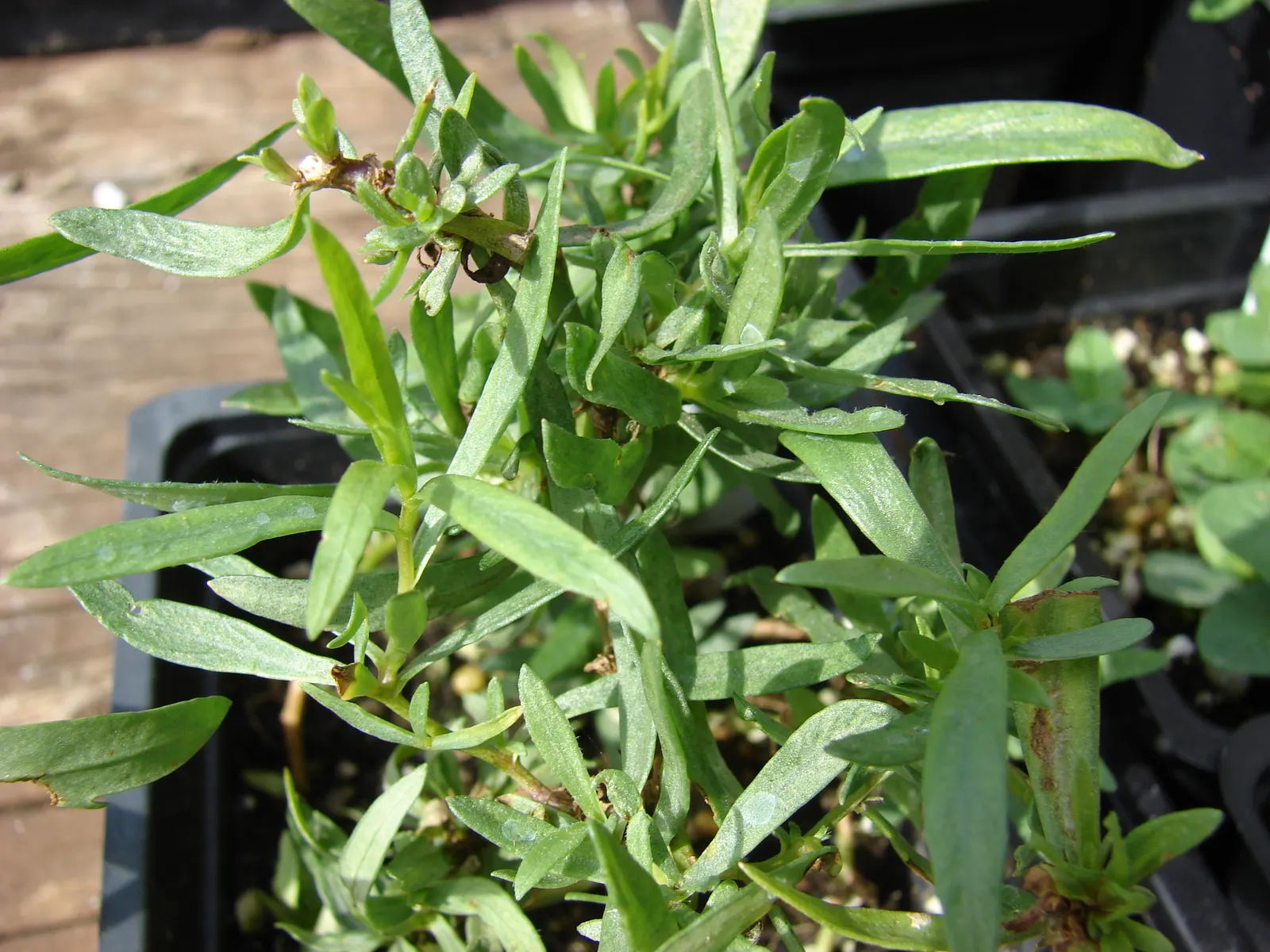 Wild Tarragon (Artemisia Dracunculus) — herb for full or half