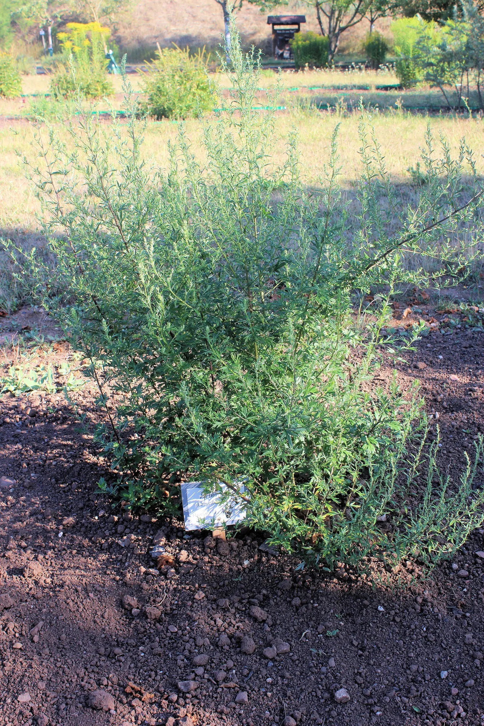 Wild Tarragon (Artemisia Dracunculus) — Wild Tarragon thrives in full sun to part shade and prefers well-drained soil; its tiny, yellow-green, image 81