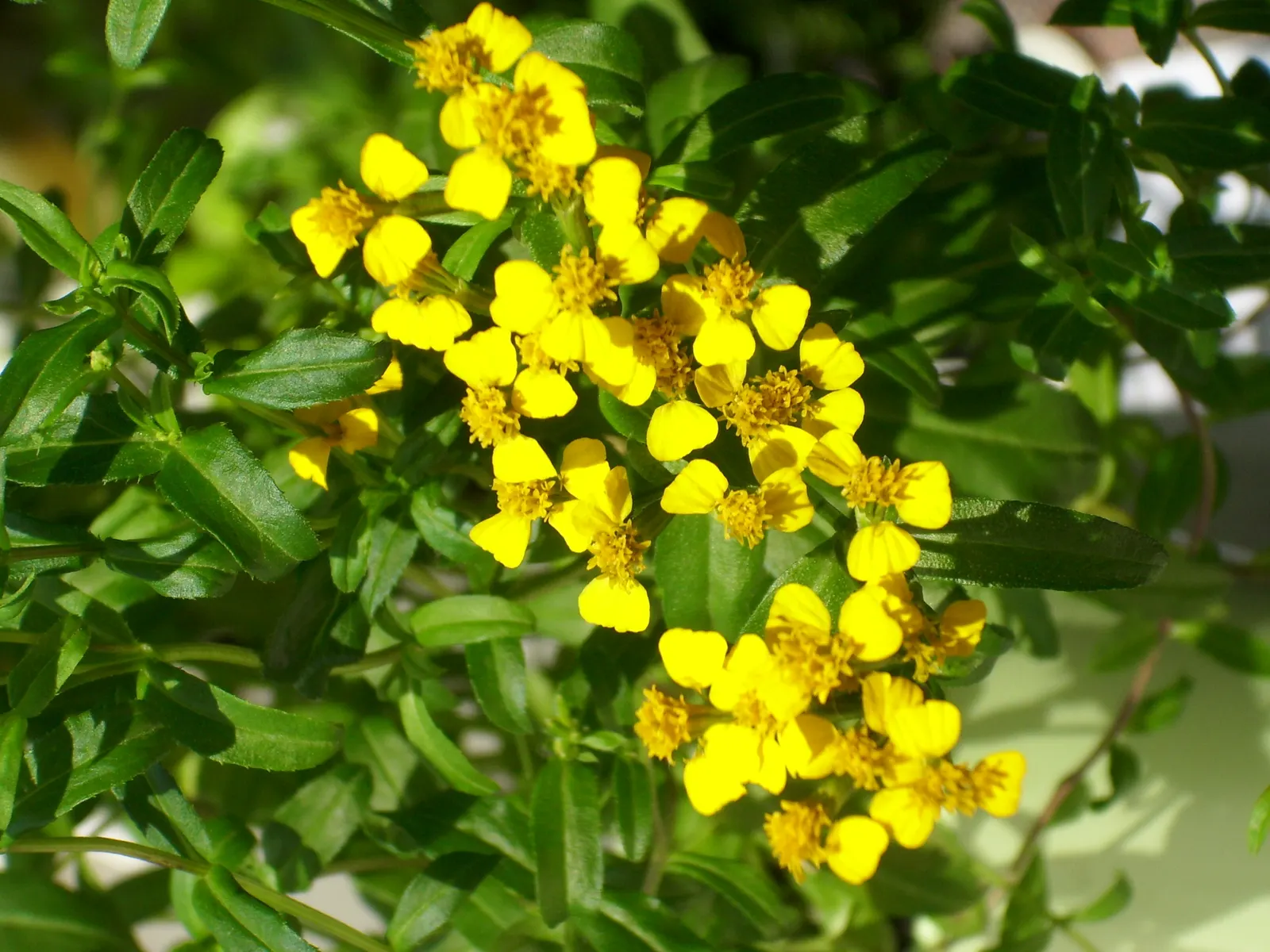 Wild Tarragon (Artemisia Dracunculus) — herb for full or half; it is drought-resistant once established, making it a low-maintenance option for, image 68