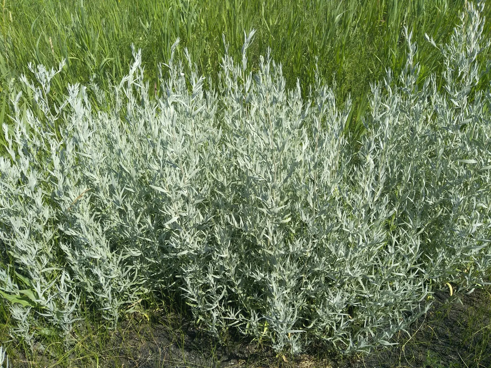 Wild Tarragon (Artemisia Dracunculus) — about 2 to 8 inches long and are arranged spirally along the stems, image 43