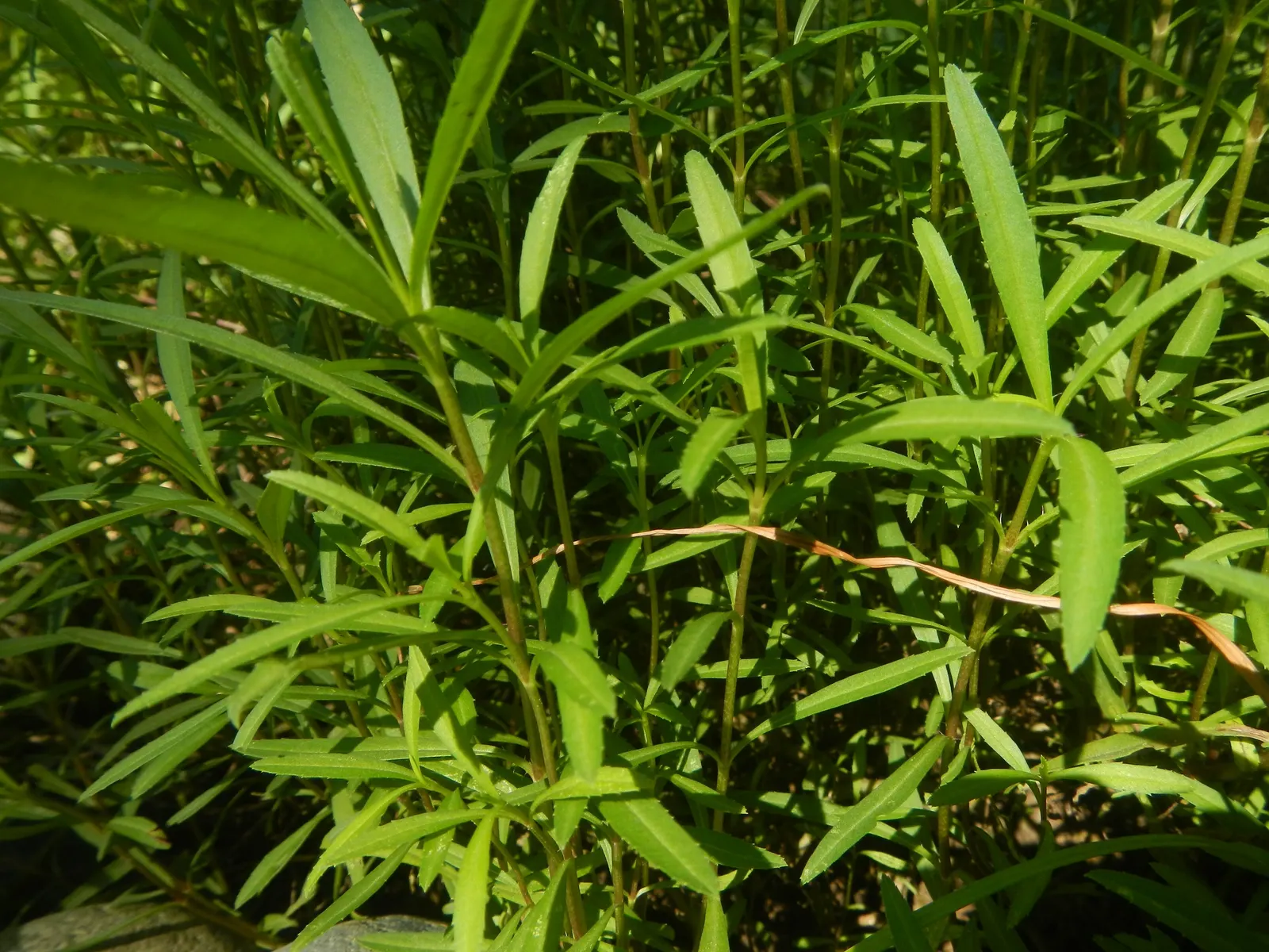Wild Tarragon (Artemisia Dracunculus) — white flowers in the garden