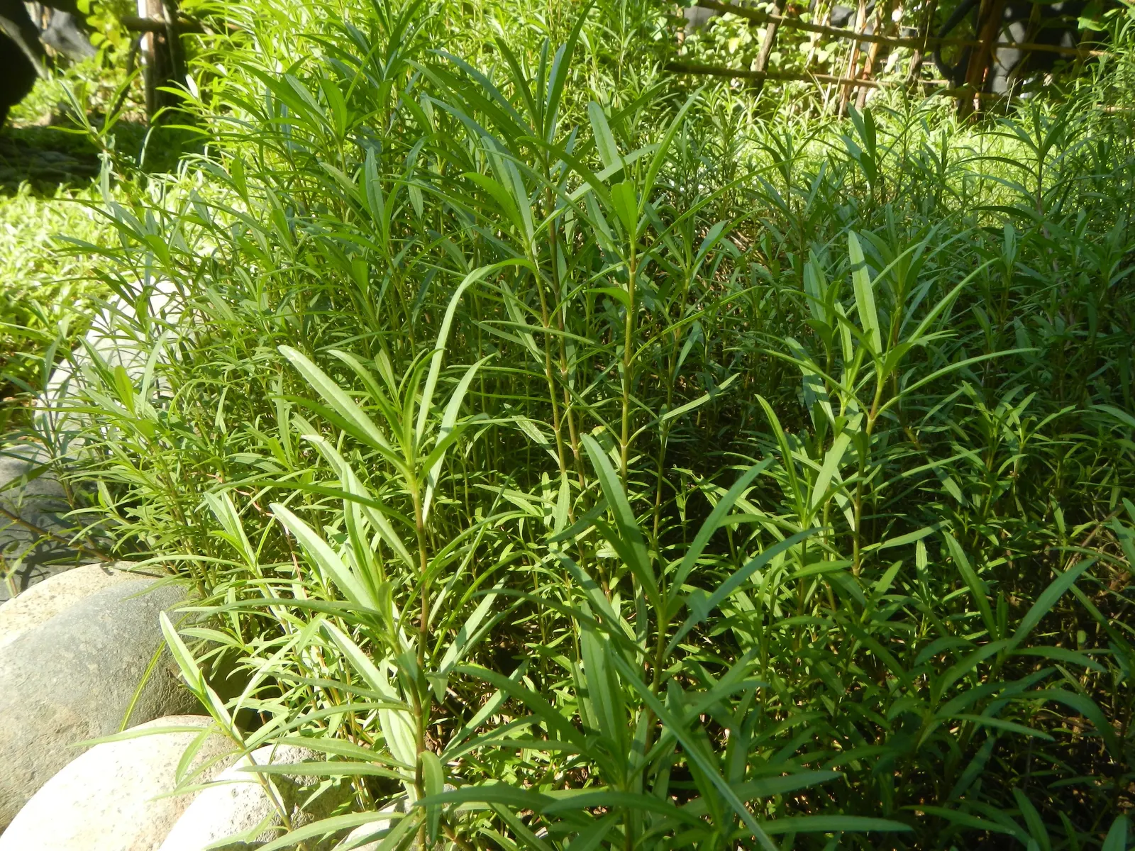 Wild Tarragon (Artemisia Dracunculus) — lance-shaped leaves that exude a spicy scent when crushed; typically reaching up to 2-4 feet in height, image 76
