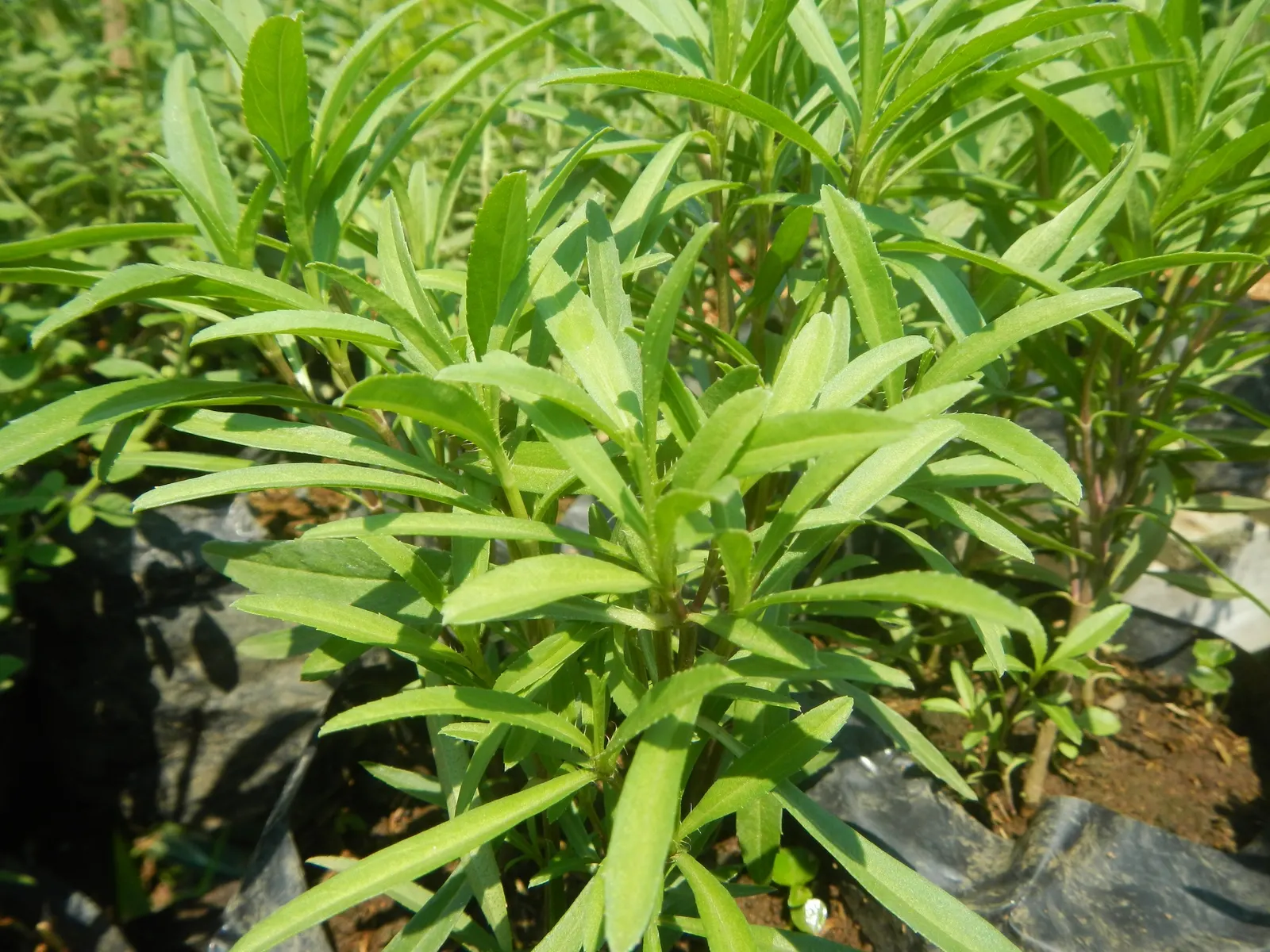 Wild Tarragon (Artemisia Dracunculus) — nondescript yellow or greenish-white flowers; wild Tarragon thrives in full sun to part shade and prefers well-drained