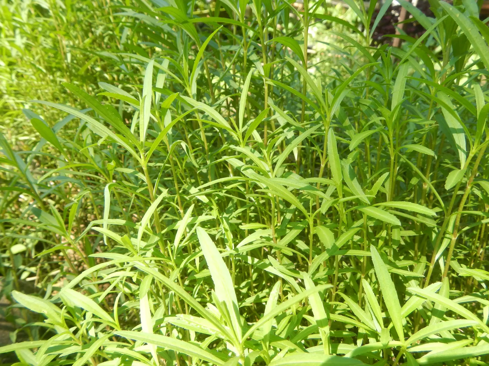 Wild Tarragon (Artemisia Dracunculus) — white flowers in the garden; herb for full or half, image 66
