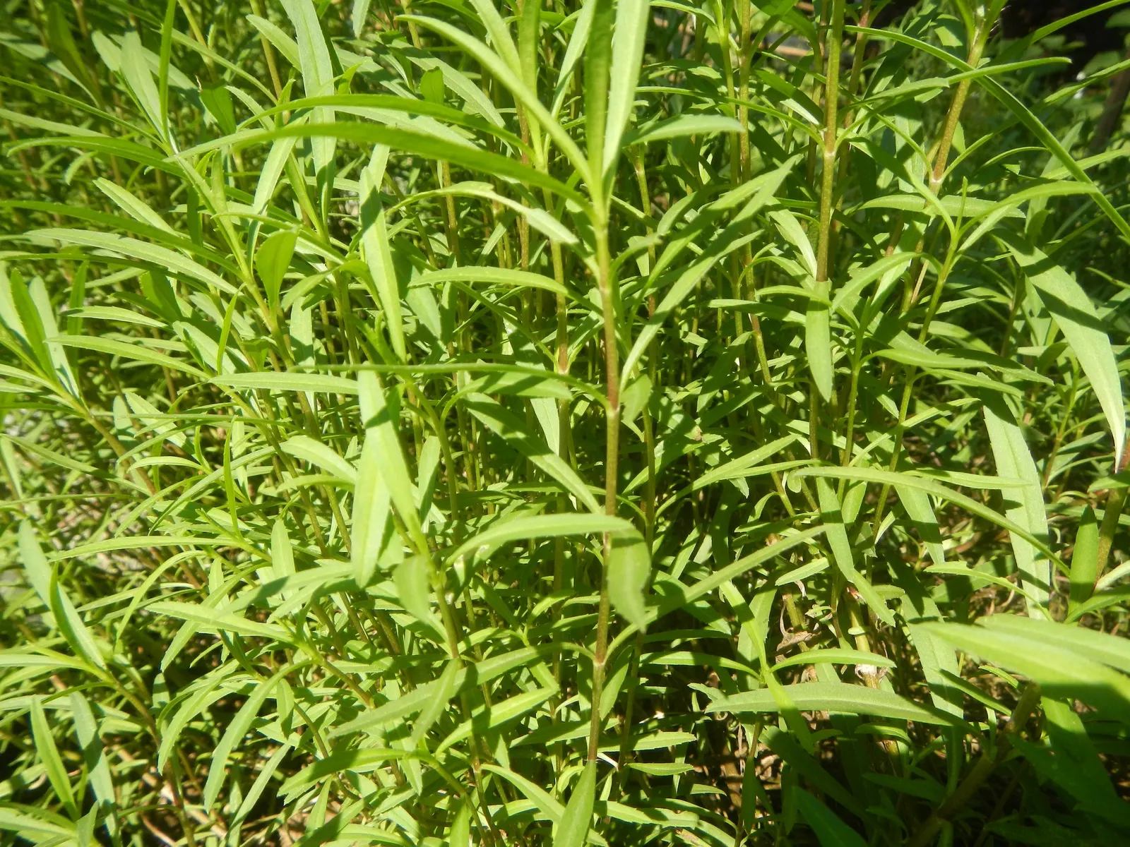 Wild Tarragon (Artemisia Dracunculus) — Low maintenance, it's perfect for adding structure to herb gardens or as a fragrant border; white flowers, image 73