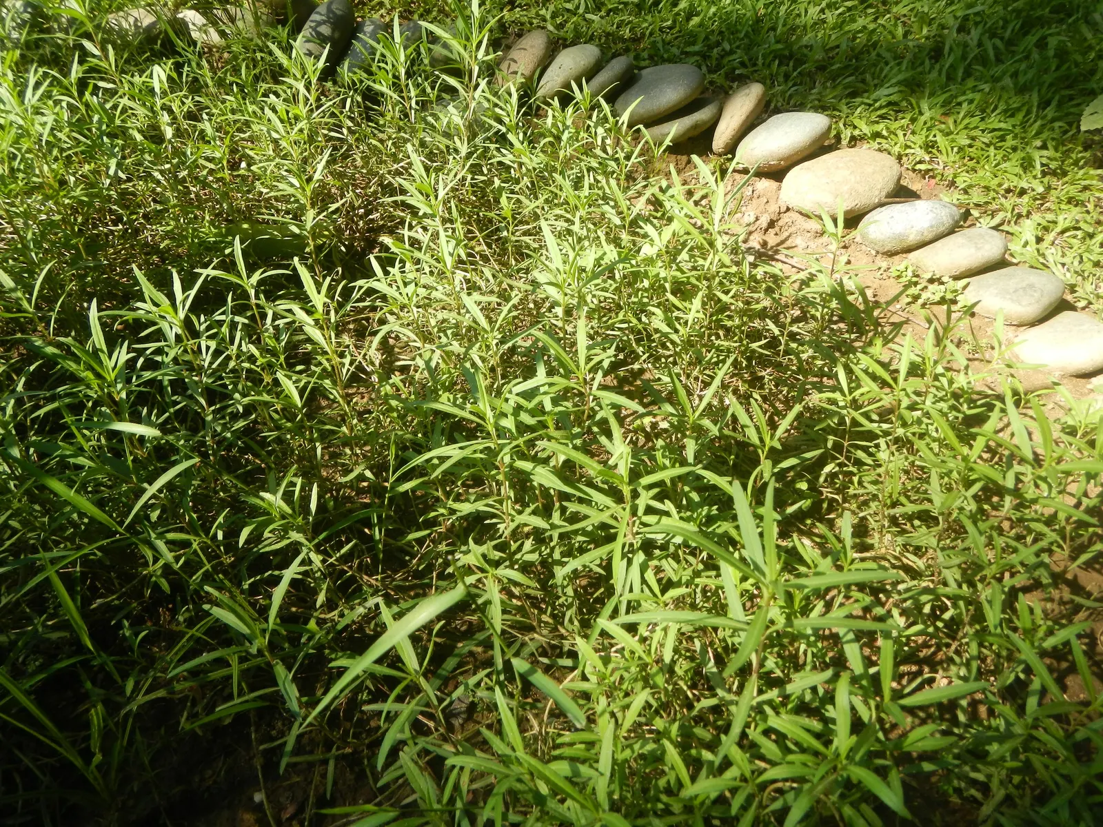 Wild Tarragon (Artemisia Dracunculus) — Ideal for culinary use, it provides a subtle anise flavor; lance-shaped leaves that exude a spicy scent when crushed