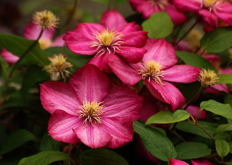 Rock Clematis (Clematis Columbiana) — bell-shaped violet flowers with four sepals; when mature, this species typically reaches a modest height of 8 to 12 feet