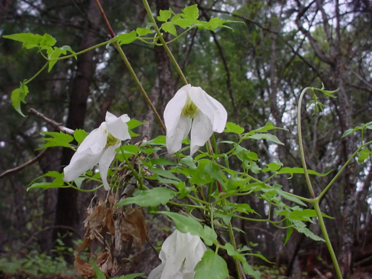 Rock Clematis (Clematis Columbiana) — The blossoms boast a delicate lavender to deep blue hue with a lighter center