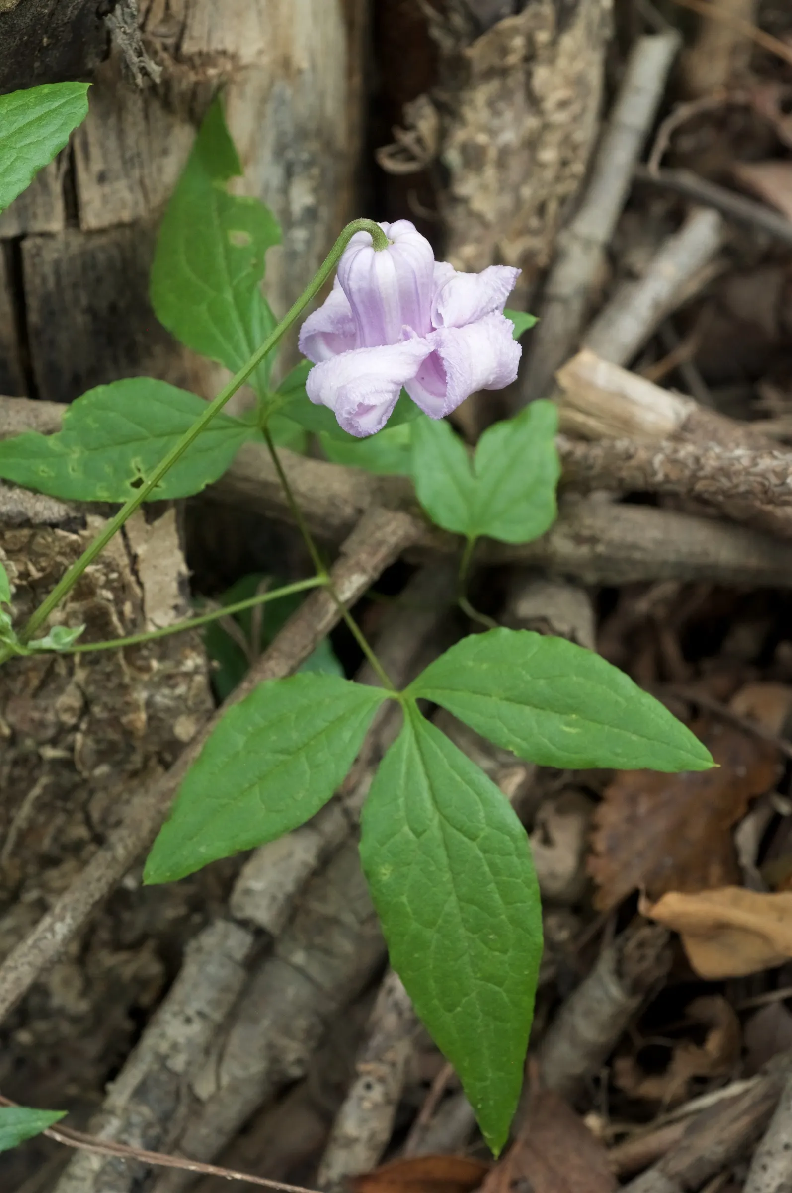 Rock Clematis (Clematis Columbiana) — attracting butterflies and creating a picturesque setting
