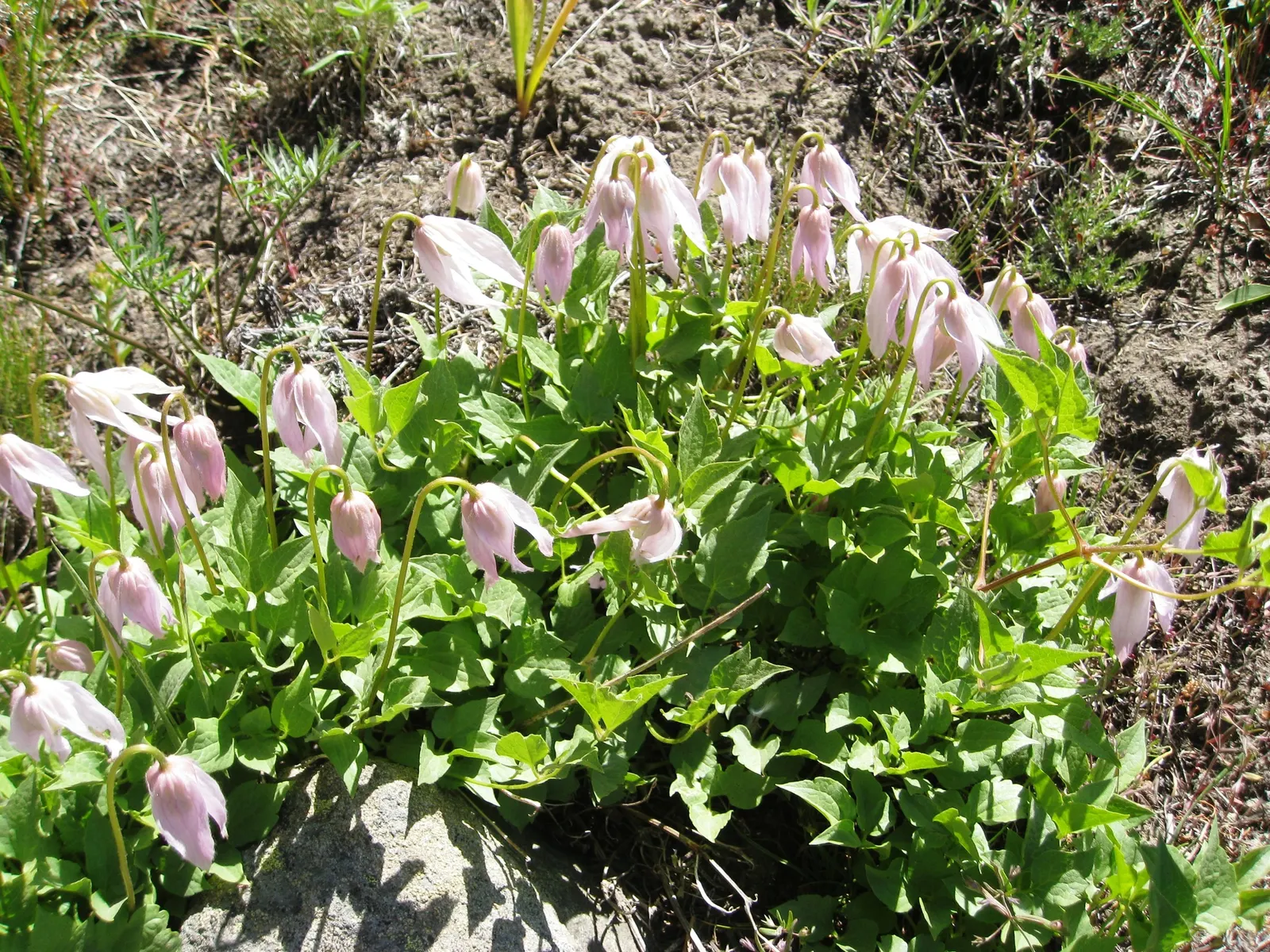 Rock Clematis (Clematis Columbiana) — Its climbing nature makes it suited for trellises