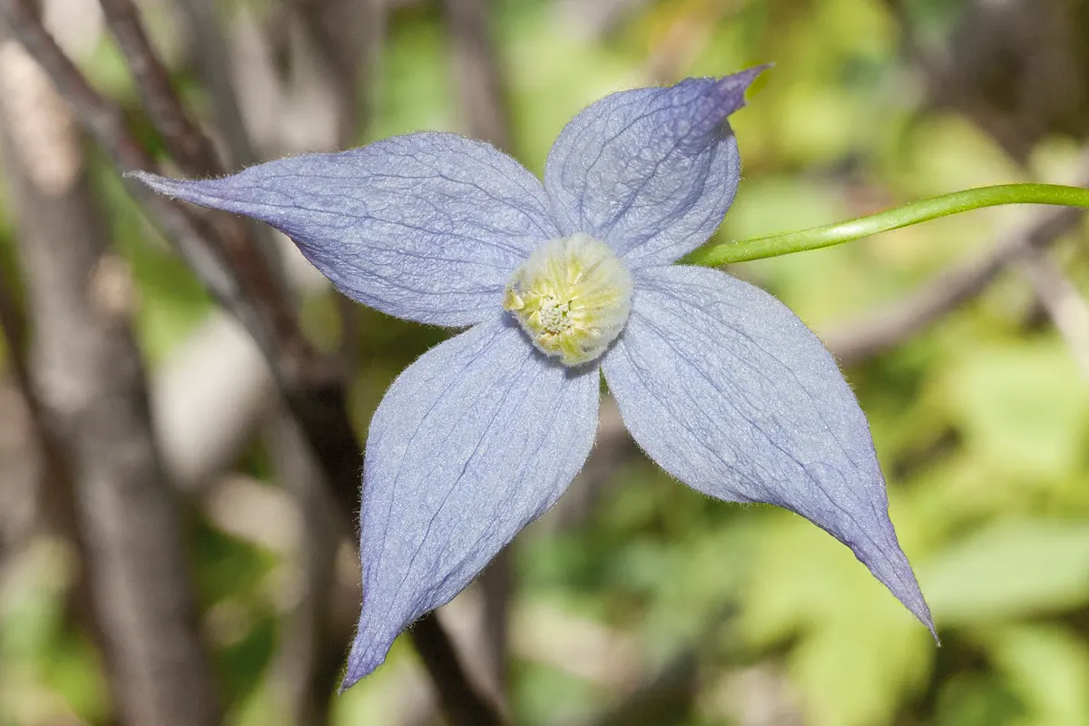 Rock Clematis (Clematis Columbiana) — After the flowering period