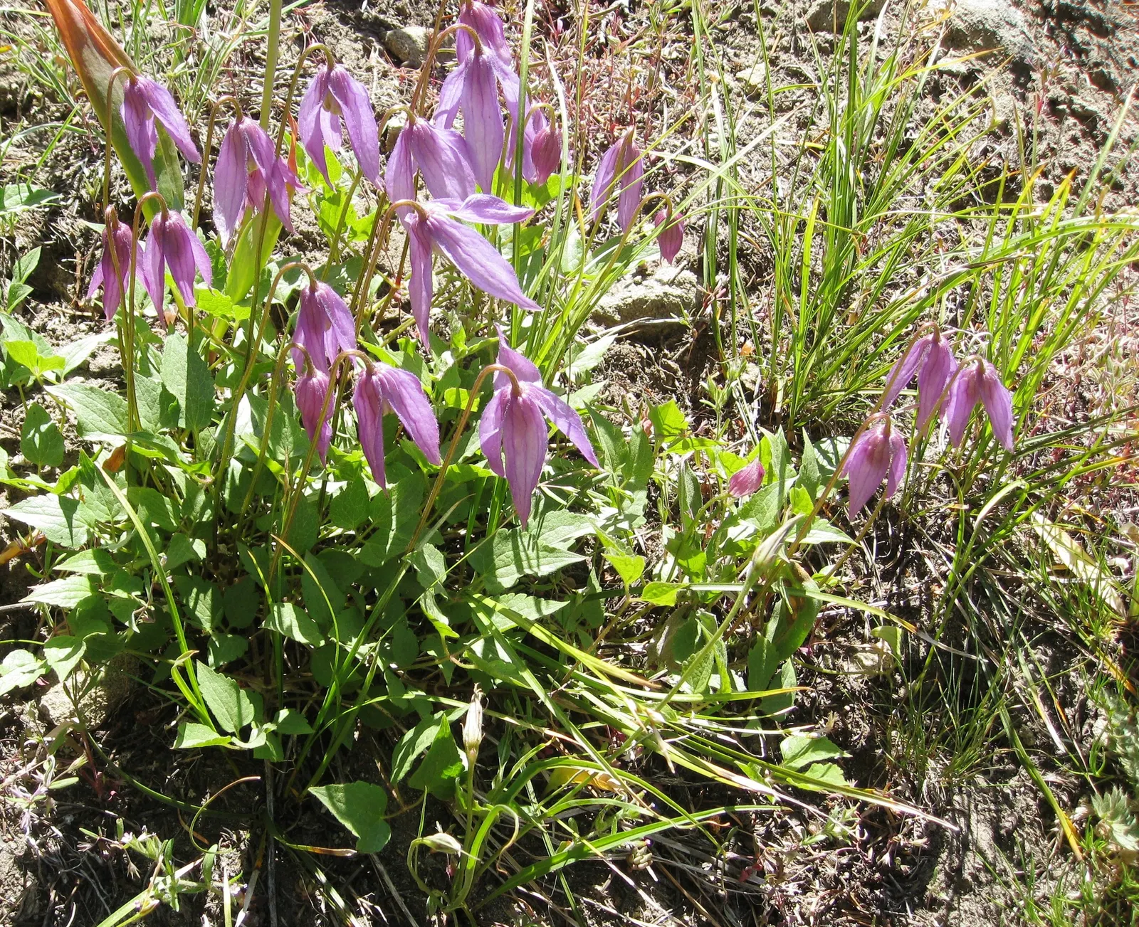 Rock Clematis (Clematis Columbiana) — Plant with caution; all parts are toxic if ingested