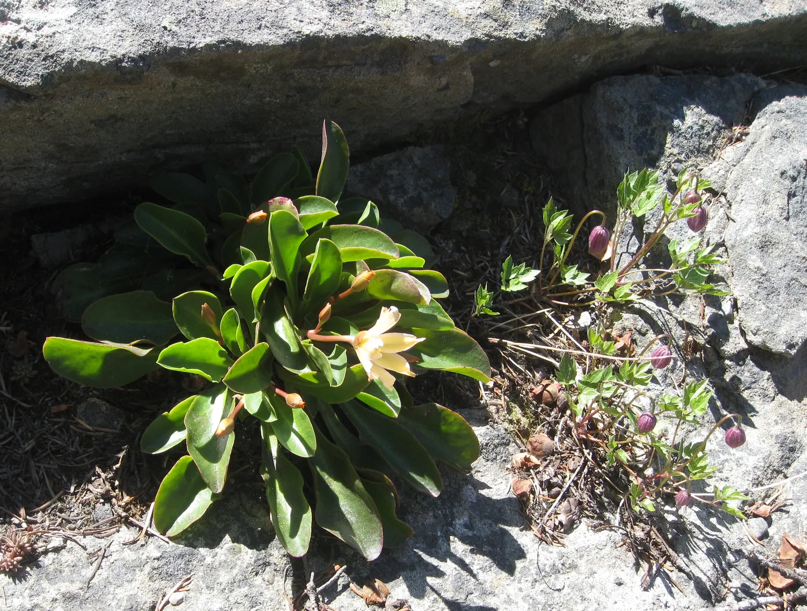 Rock Clematis (Clematis Columbiana) — scientifically known as Clematis columbiana; <br><br>Blooming in late spring to early summer