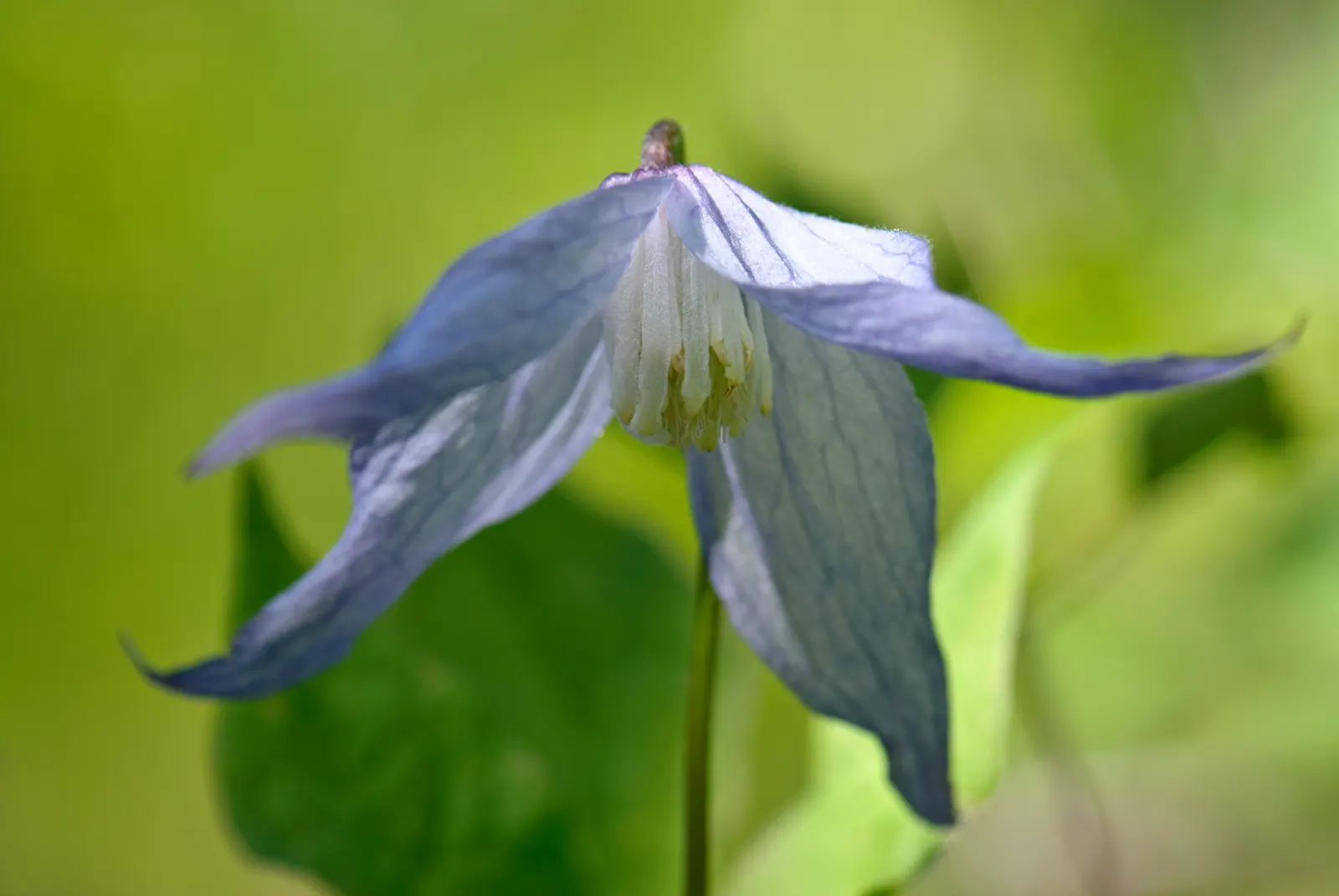 Rock Clematis (Clematis Columbiana) — Adapted to well-drained, loamy soils, it's perfect for rock gardens or trellises; after the flowering period