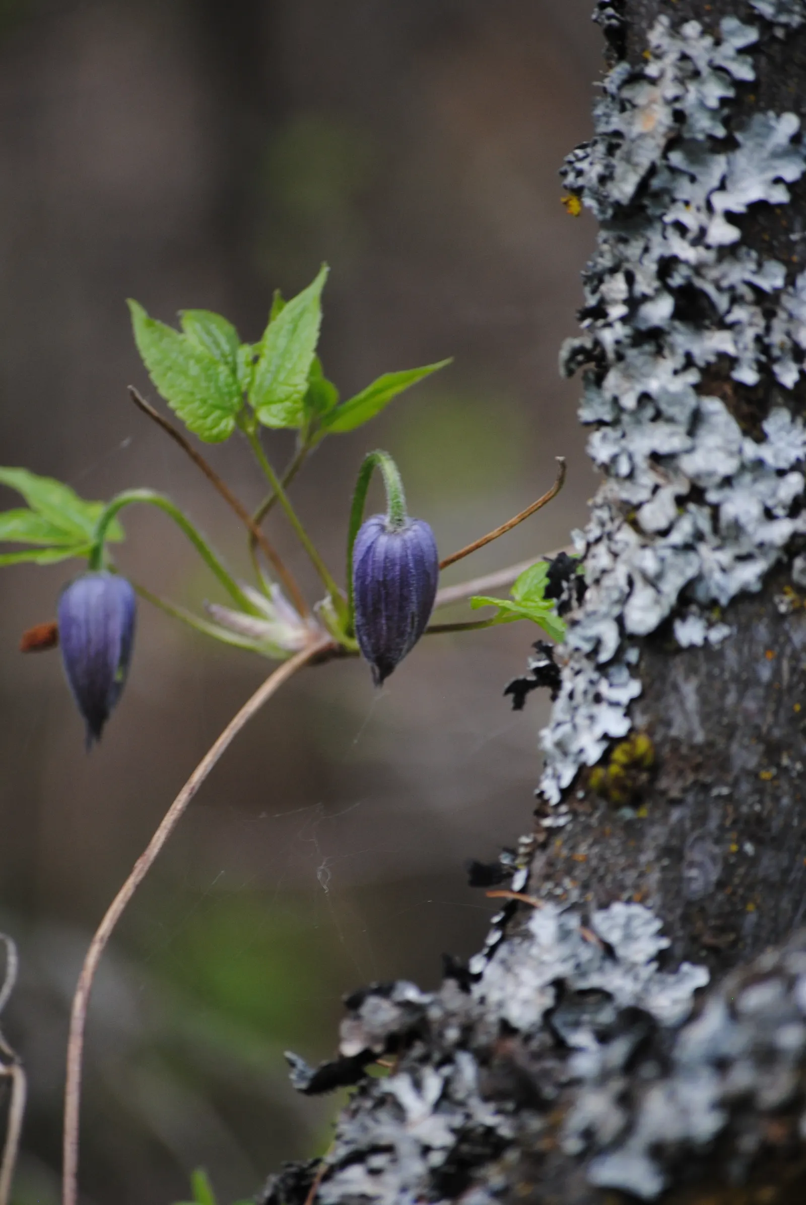 Rock Clematis (Clematis Columbiana) — is a captivating perennial that would be an excellent addition to your landscape design
