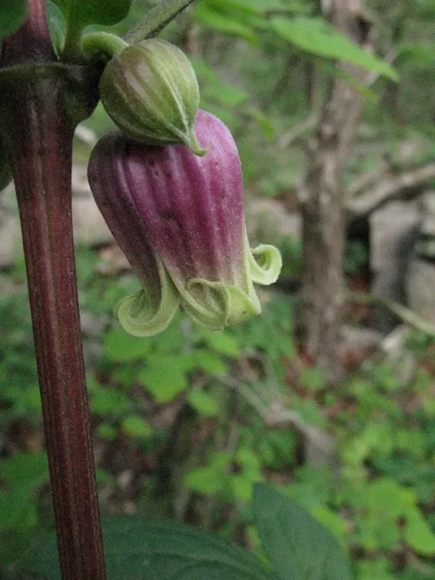 Rock Clematis (Clematis Columbiana) — This native gem is known for its charming