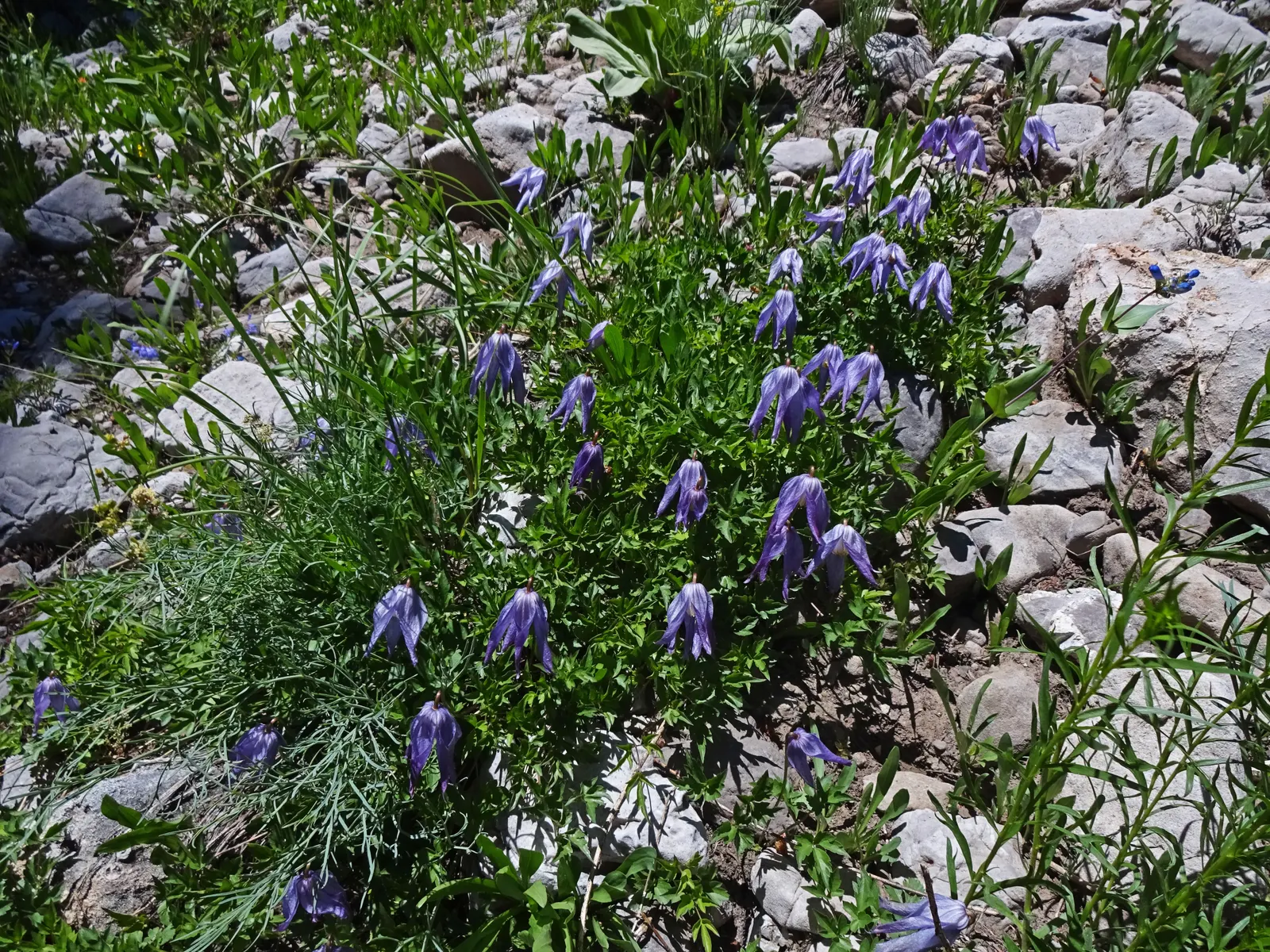 Rock Clematis (Clematis Columbiana) — The Rock Clematis (Clematis columbiana) is a perennial vine, thriving in full sun to partial shade