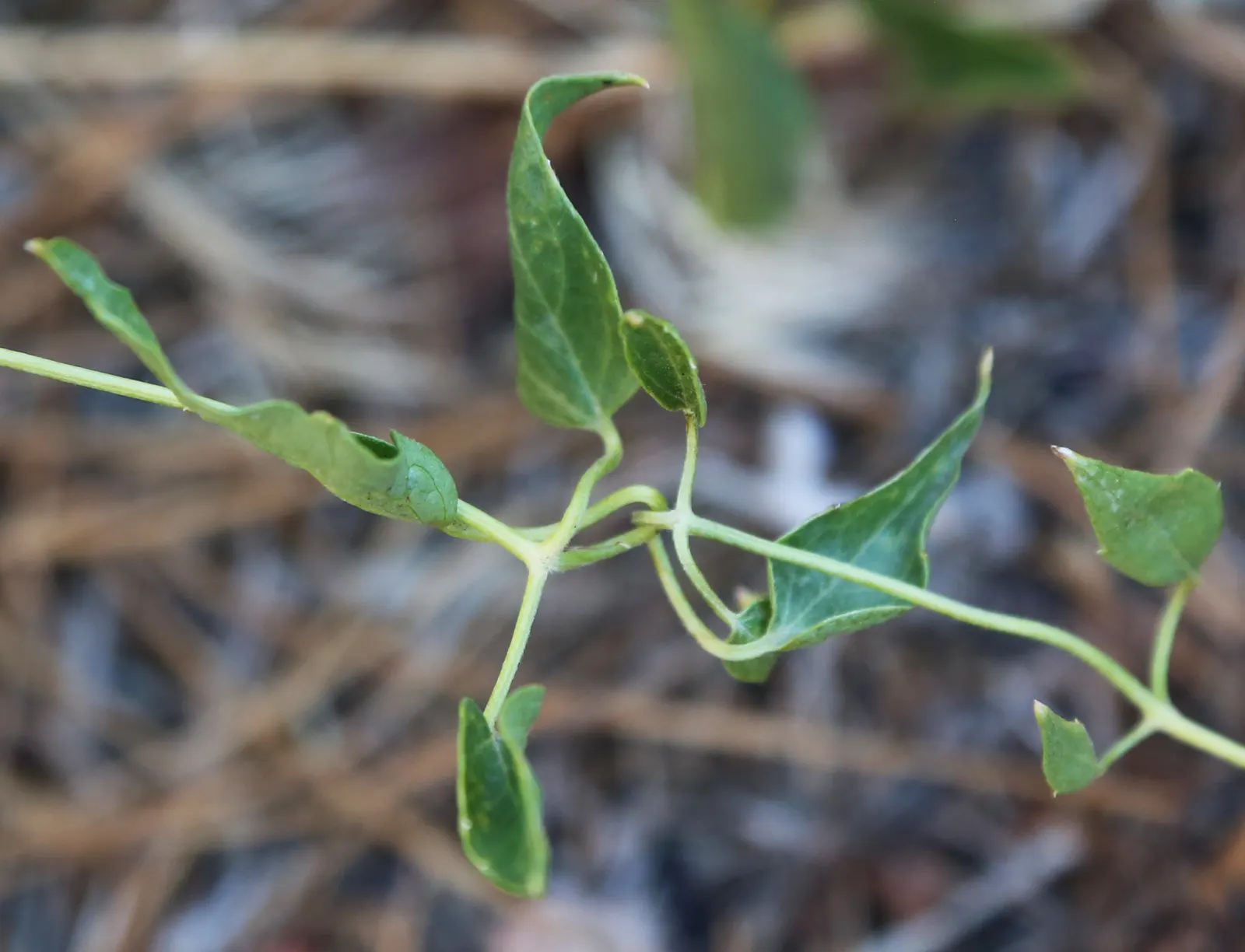 Rock Clematis (Clematis Columbiana) — each approximately 1 to 2 inches in diameter