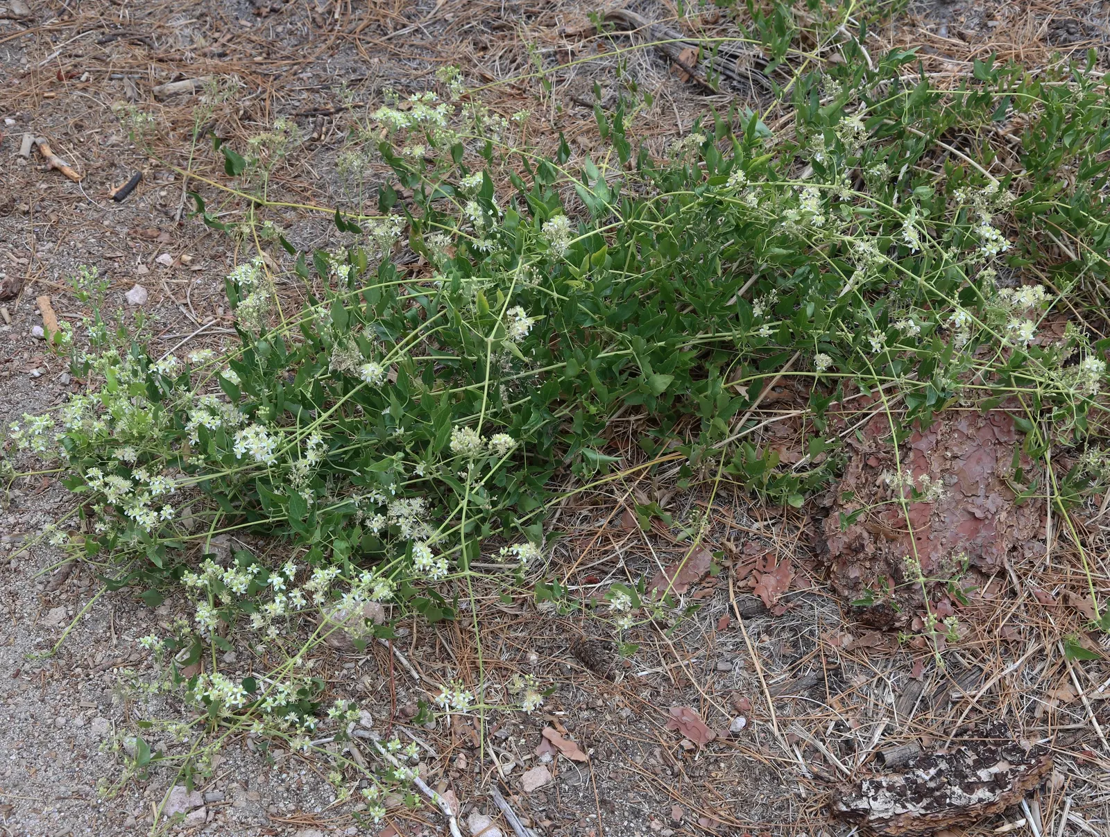 Rock Clematis (Clematis Columbiana) — the Rock Clematis flourishes in full to partial sun exposure