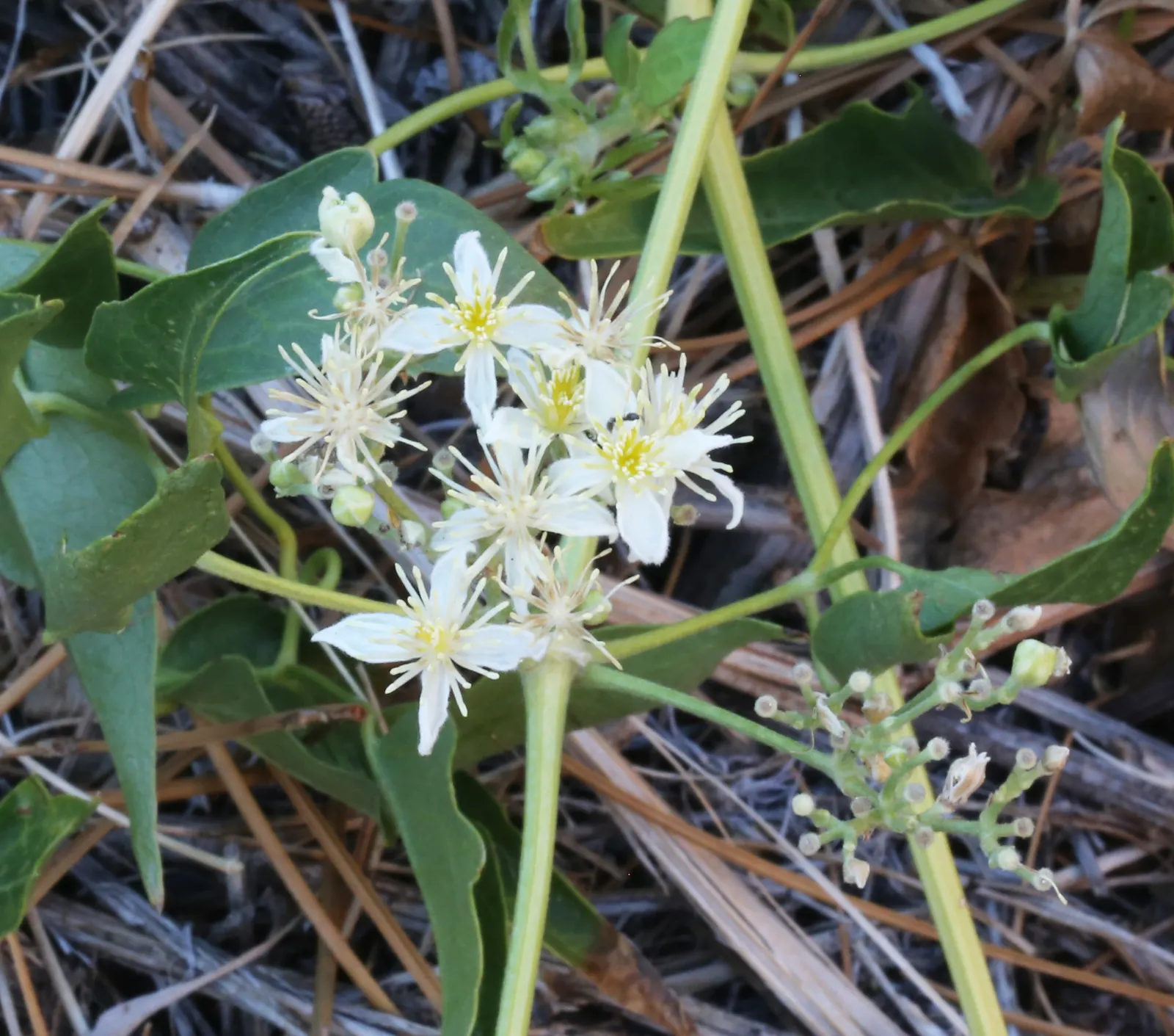 Rock Clematis (Clematis Columbiana) — It requires well-draining, loamy soil and benefits from a neutral to slightly alkaline pH balance