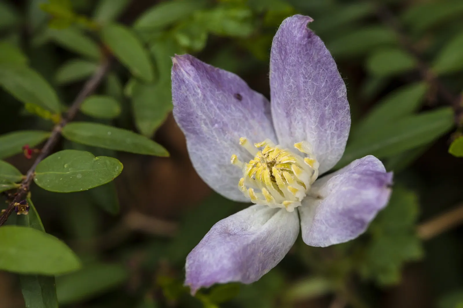 Rock Clematis (Clematis Columbiana) — vine for half or shade