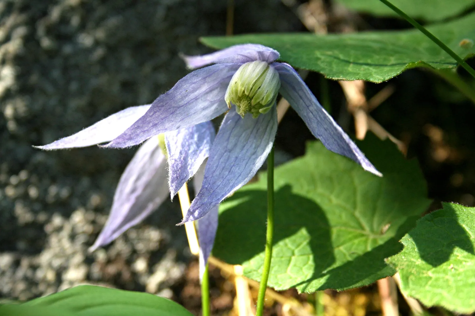 Rock Clematis (Clematis Columbiana) — nodding flowers and climbing habit