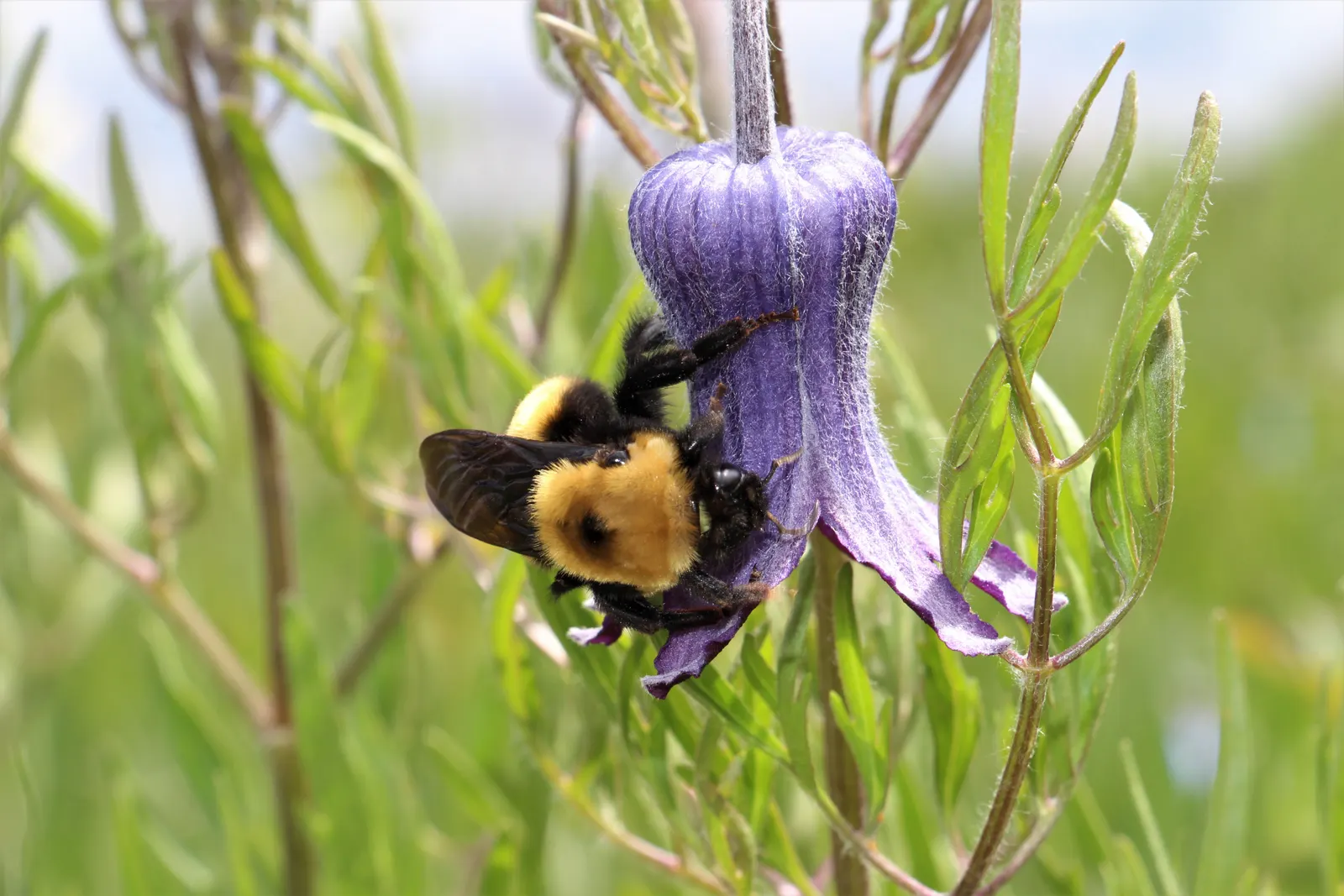 Rock Clematis (Clematis Columbiana) — Pair with low perennials to add vertical interest to your landscape