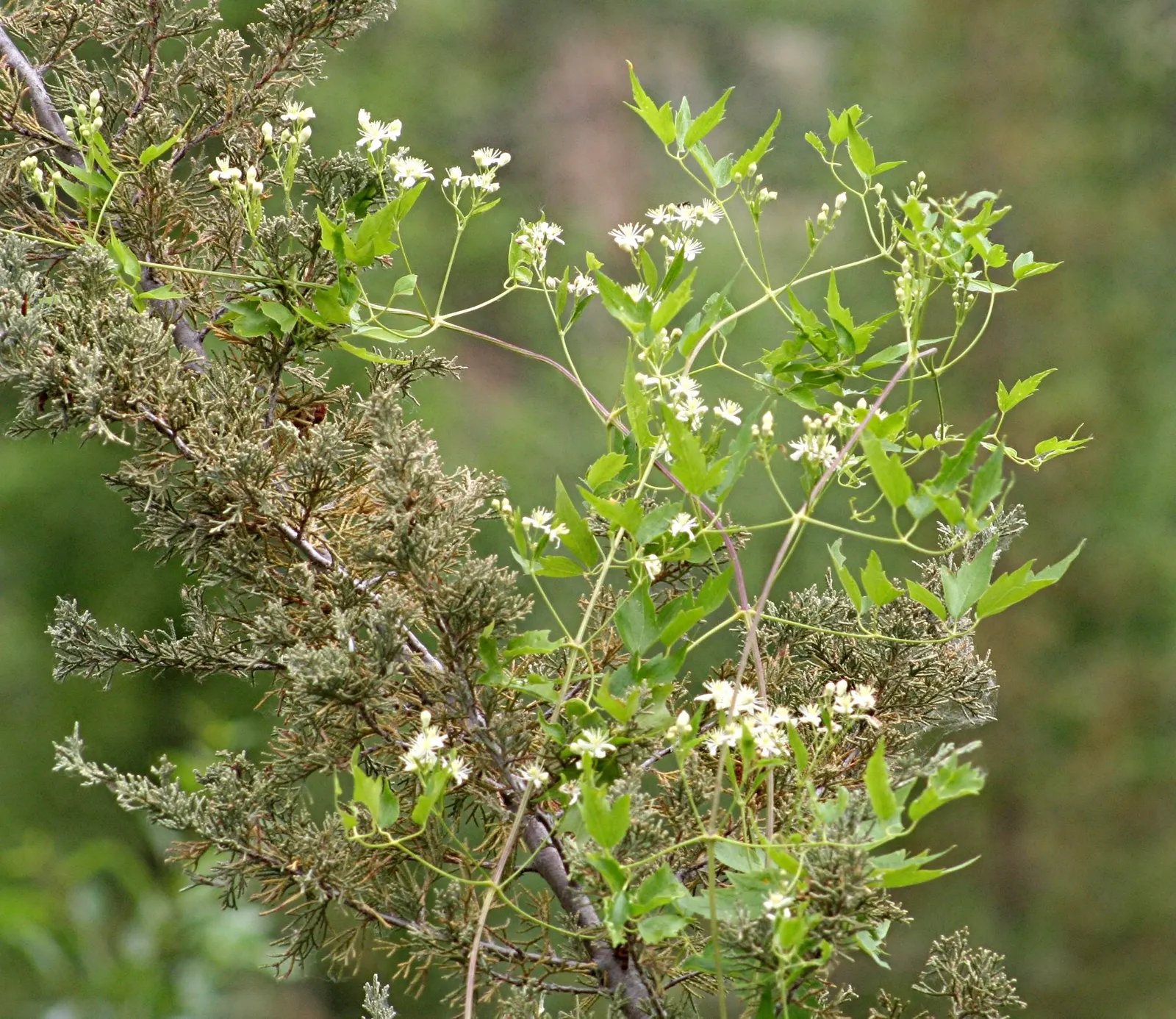 Rock Clematis (Clematis Columbiana) — When mature, this species typically reaches a modest height of 8 to 12 feet, with a spread of 1 to 2 feet