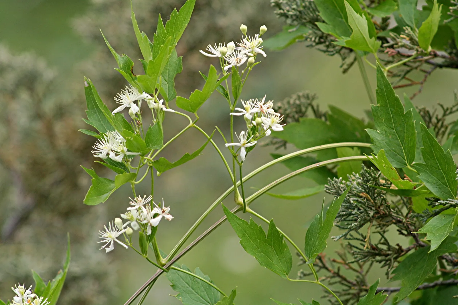 Rock Clematis (Clematis Columbiana) — scientifically known as Clematis columbiana