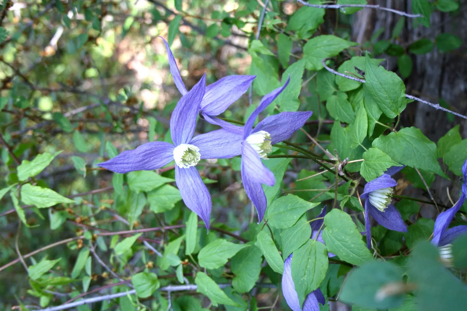 Rock Clematis (Clematis Columbiana) — is a captivating perennial that would be an excellent addition to your landscape design; attracting butterflies and