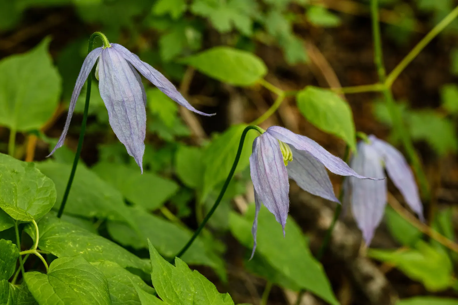 Rock Clematis (Clematis Columbiana) — allowing the designer to create layers and enhance biodiversity within the garden space