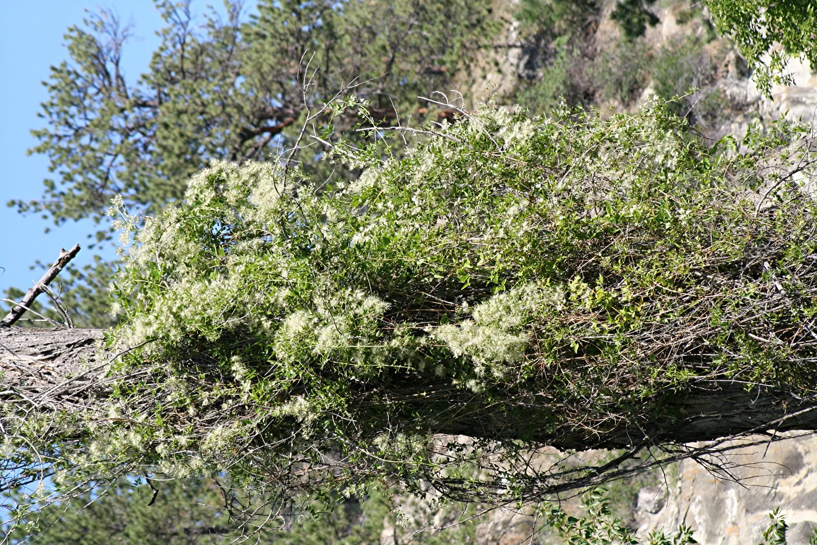 Rock Clematis (Clematis Columbiana) — <br><br>Blooming in late spring to early summer