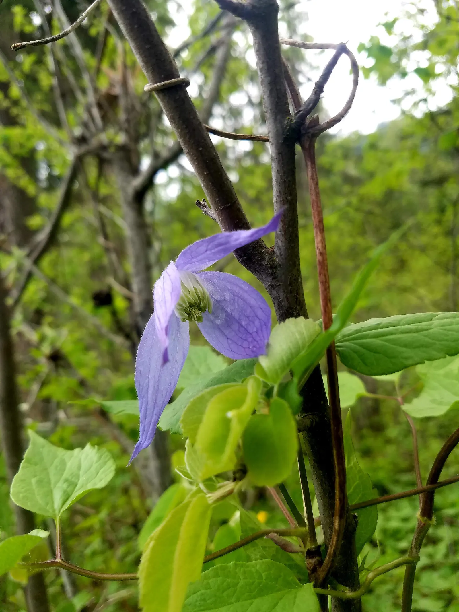 Rock Clematis (Clematis Columbiana) — which contrasts beautifully against its green