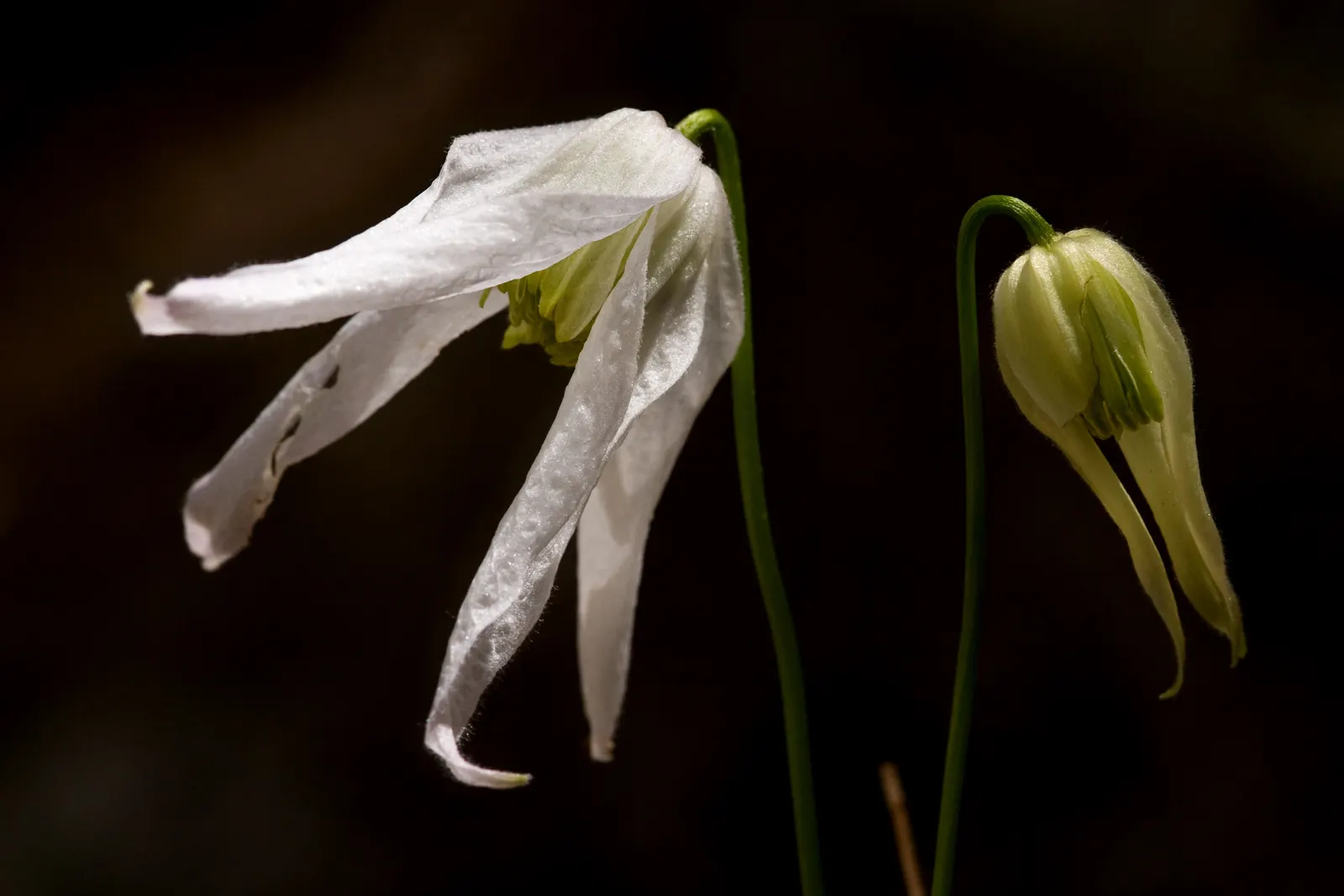 Rock Clematis (Clematis Columbiana) — or alongside shrubs and tall perennials